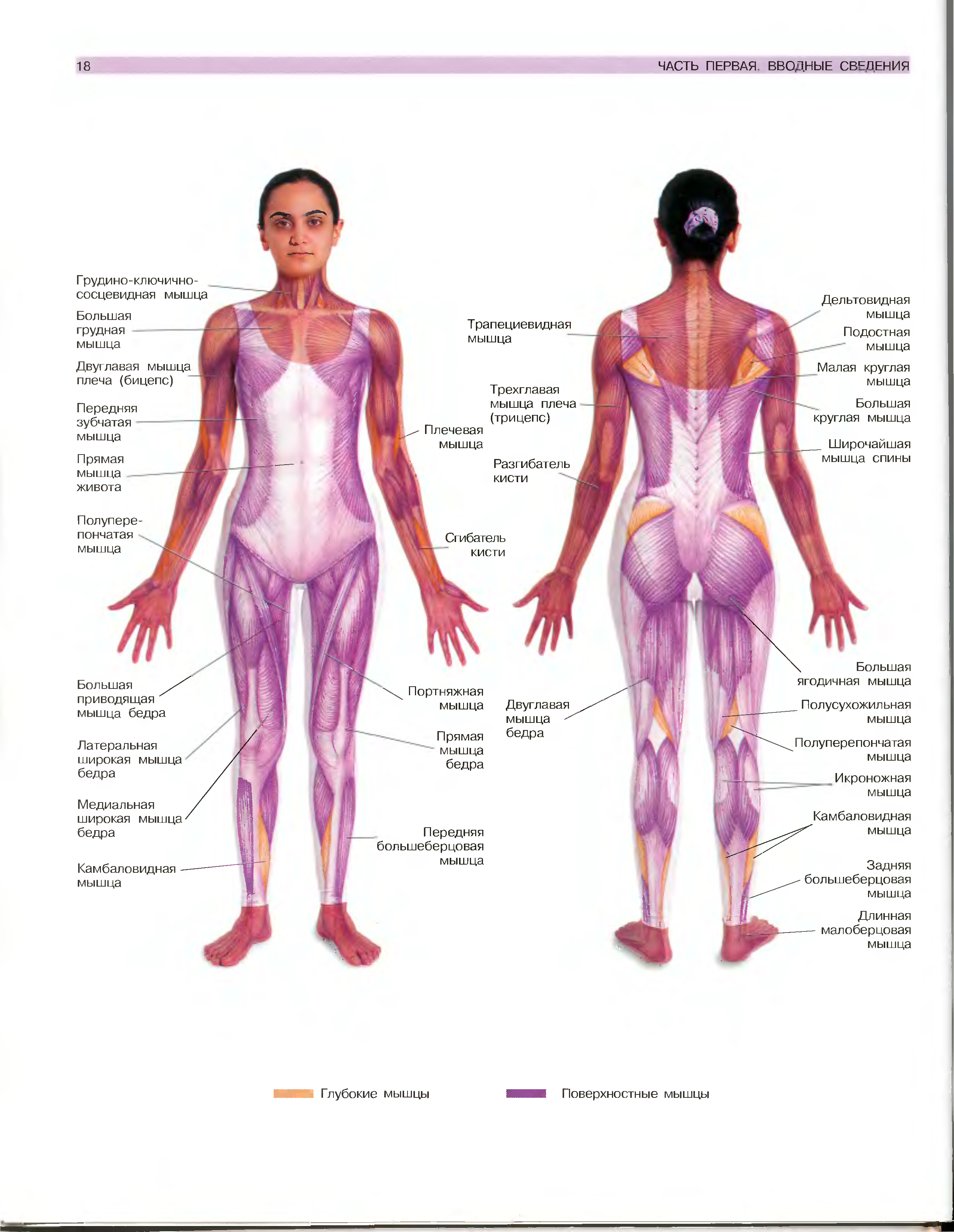 Мышечная система человека схема для массажа