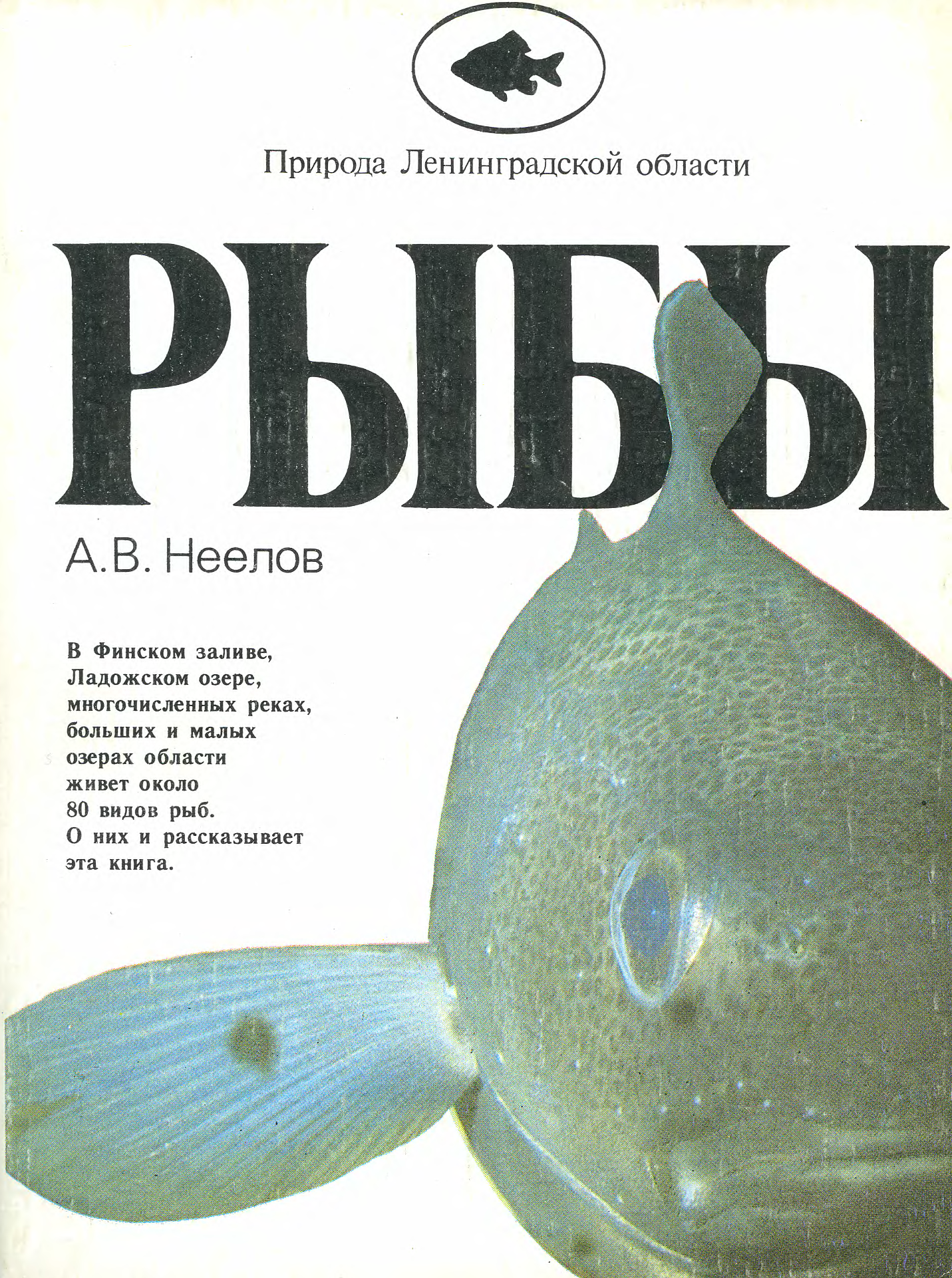 Книги про рыб. Книга про рыбок. Ленинградская рыба. Рыба книги купить