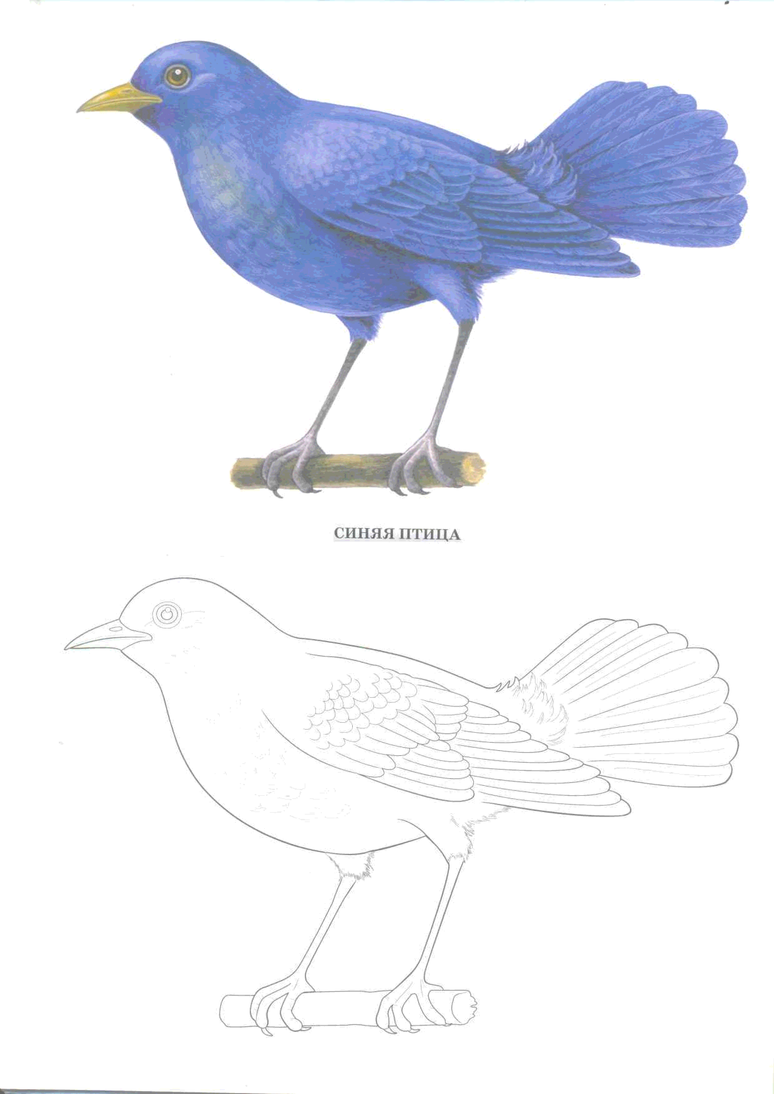 Синяя птица раскраска