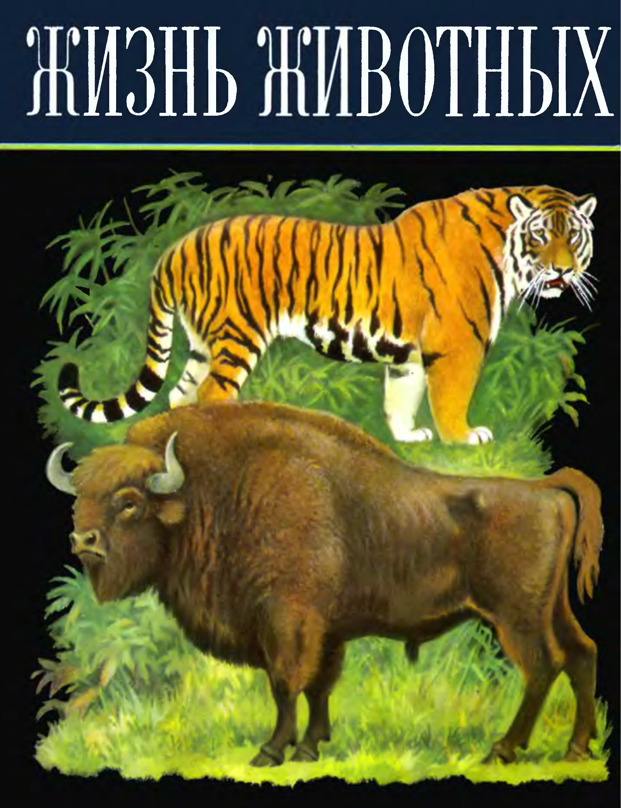 Жизнь жи. Жизнь животных Зенкевич. Жизнь животных 6 томов. Жизнь животных суперобложка. Энциклопедия про животных СССР.