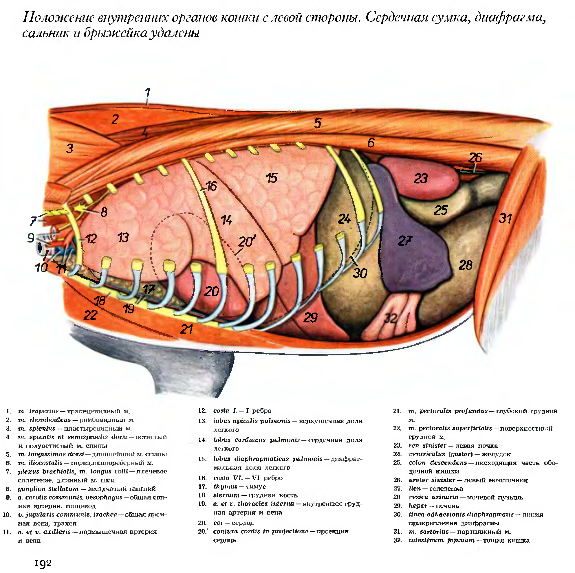 Топография органов брюшной полости коровы