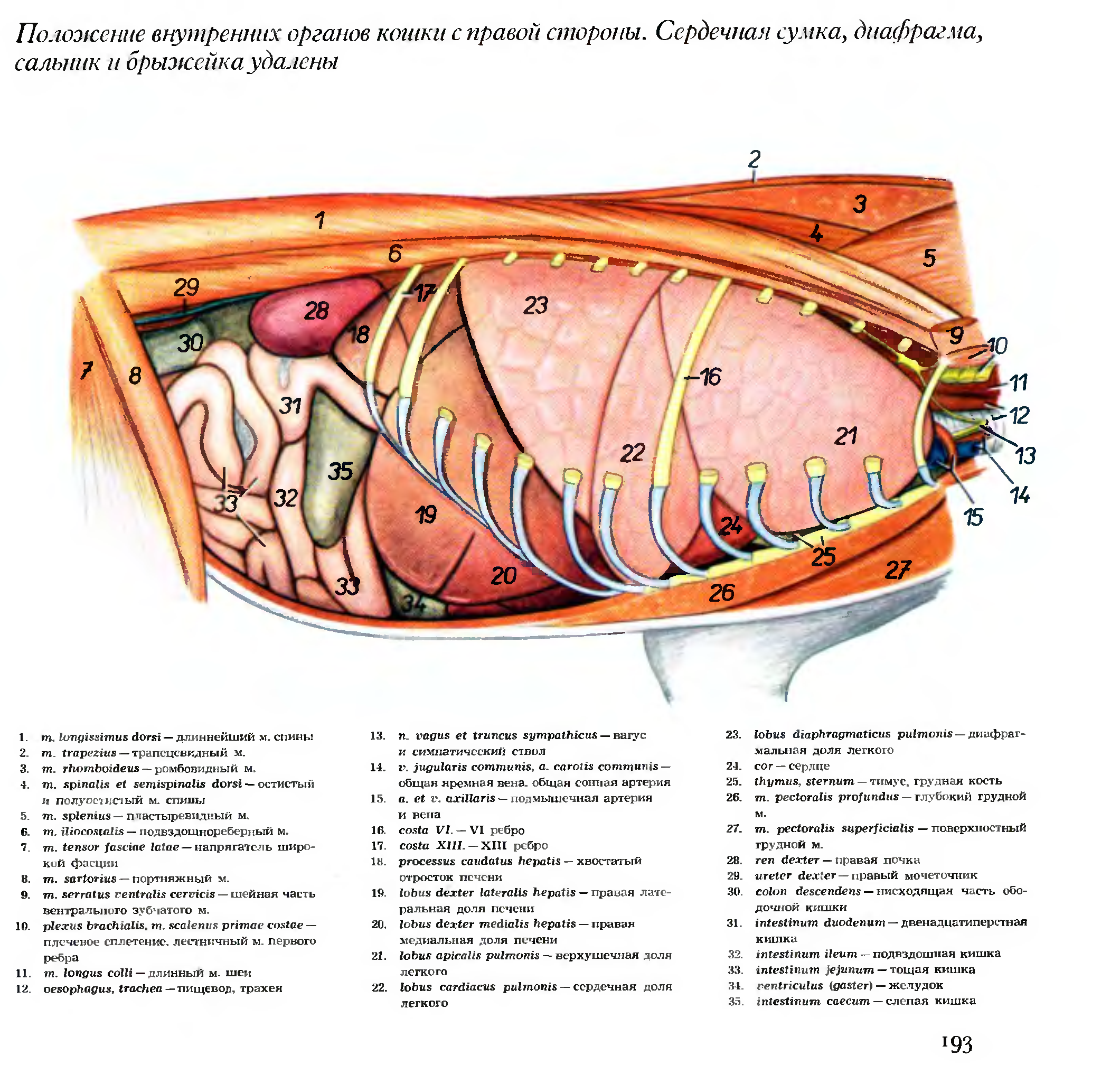 Органы кошки. Строение внутренних органов кота брюшная полость. Атлас Попеско. Топография внутренних органов свиньи. Атлас топографической анатомии лошади Попеско книга.