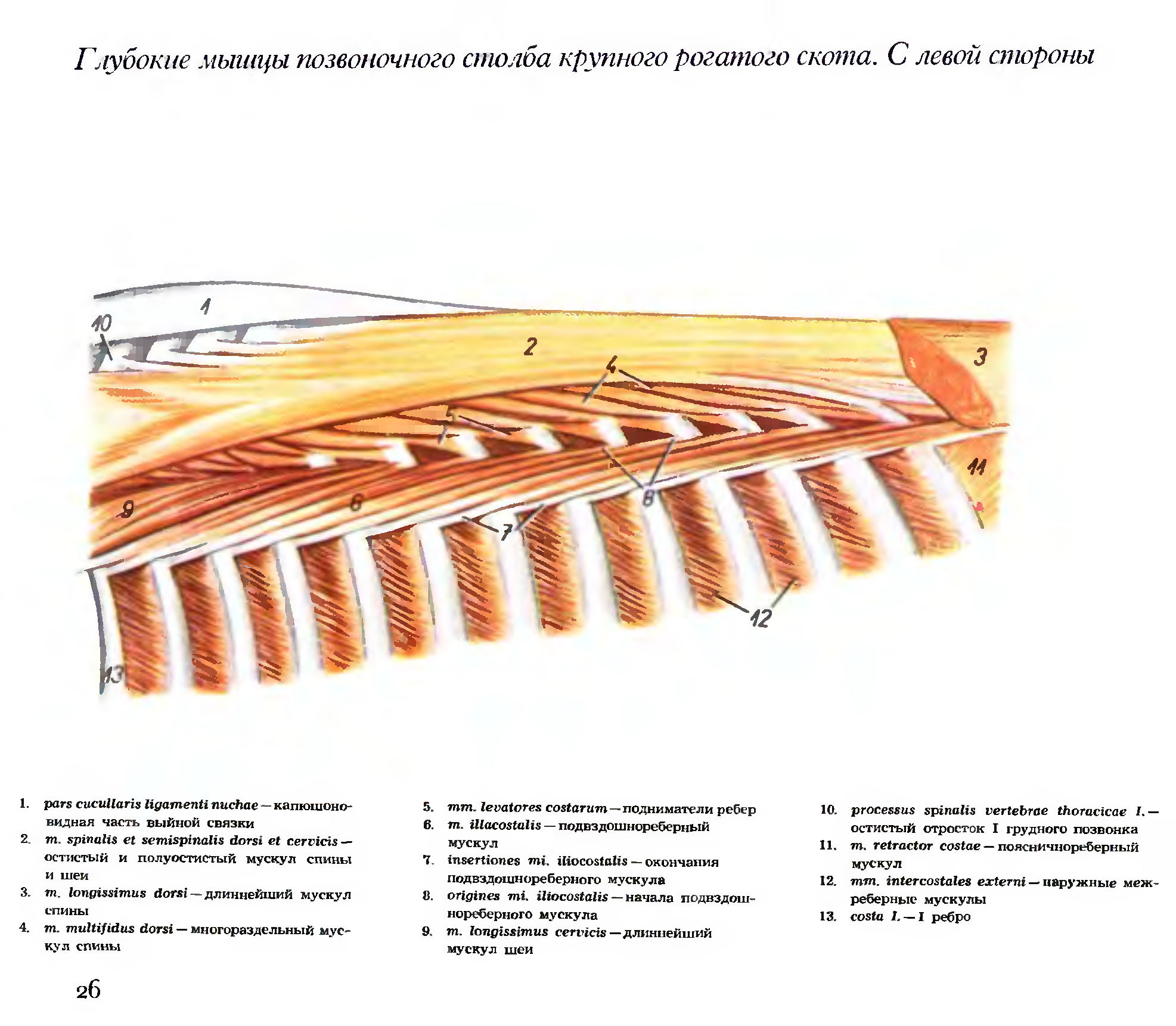 Короткие дорсальные мышцы позвоночного столба