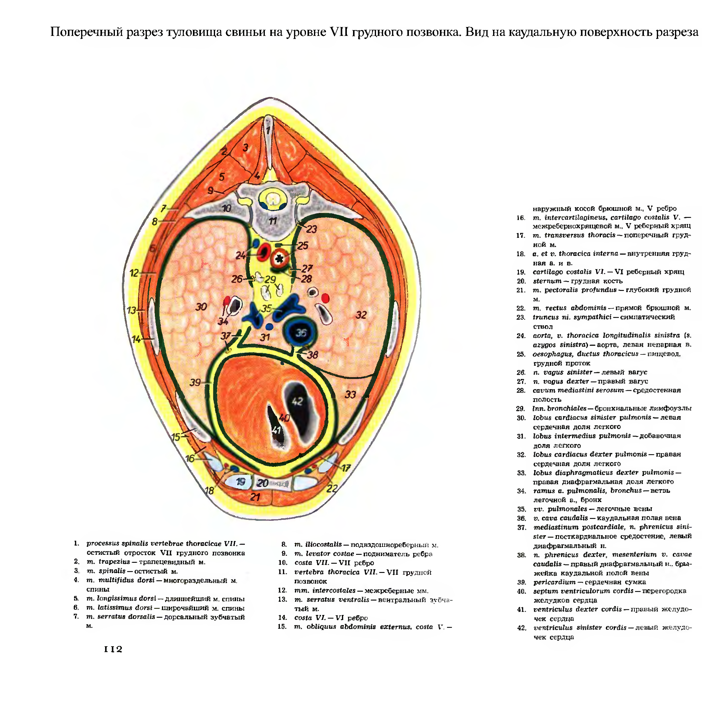 Схема разреза полового члена