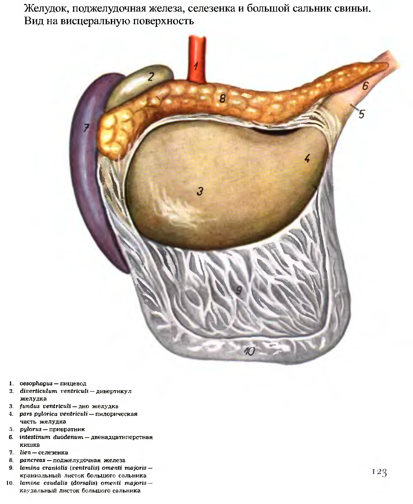 Поджелудочной железы свиньи. Анатомия желудка и поджелудочной железы. Поджелудочная железа крупного рогатого скота. Анатомия селезенки и поджелудочной железы. Поджелудочная железа свиньи.
