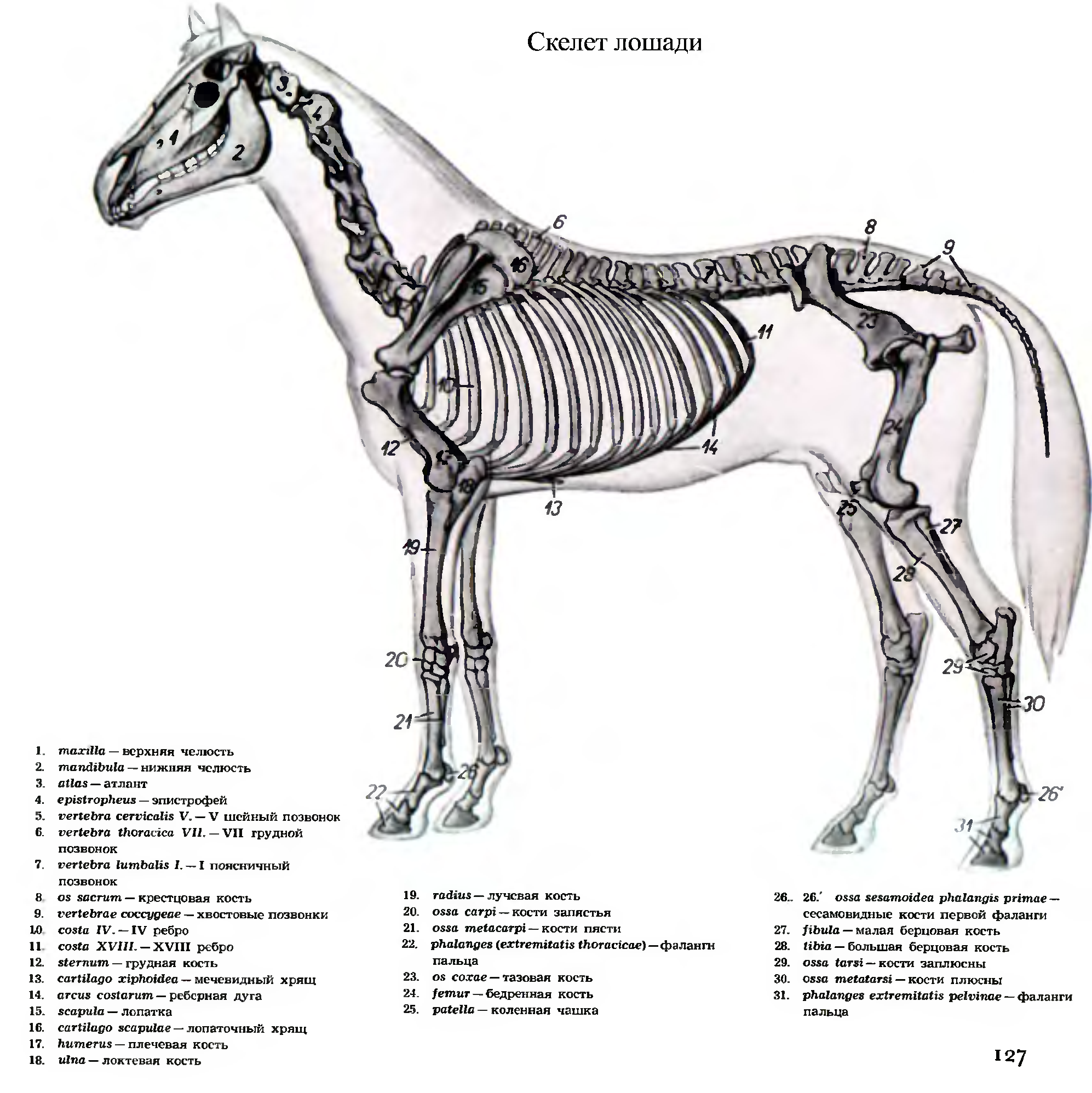 Строение лошади рисунок. Осевой скелет лошади. Скелет лошади строение. Осевой скелет лошади анатомия. Скелет лошади спереди.