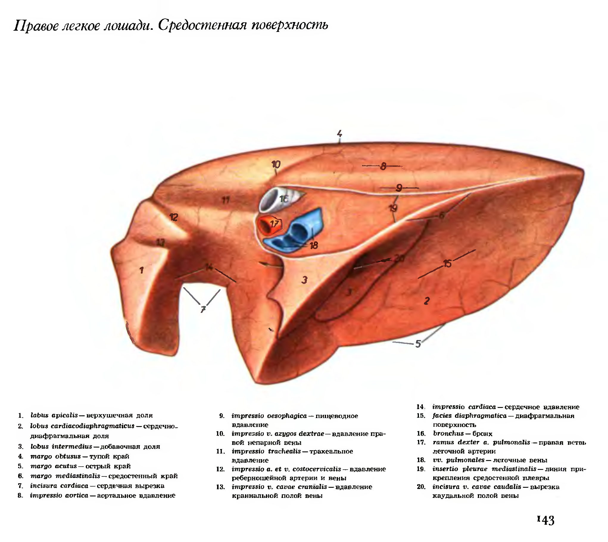 Строение печени собаки. Легкие КРС строение. Легкие коровы анатомия. Строение легких коровы. Доли легких коровы анатомия.