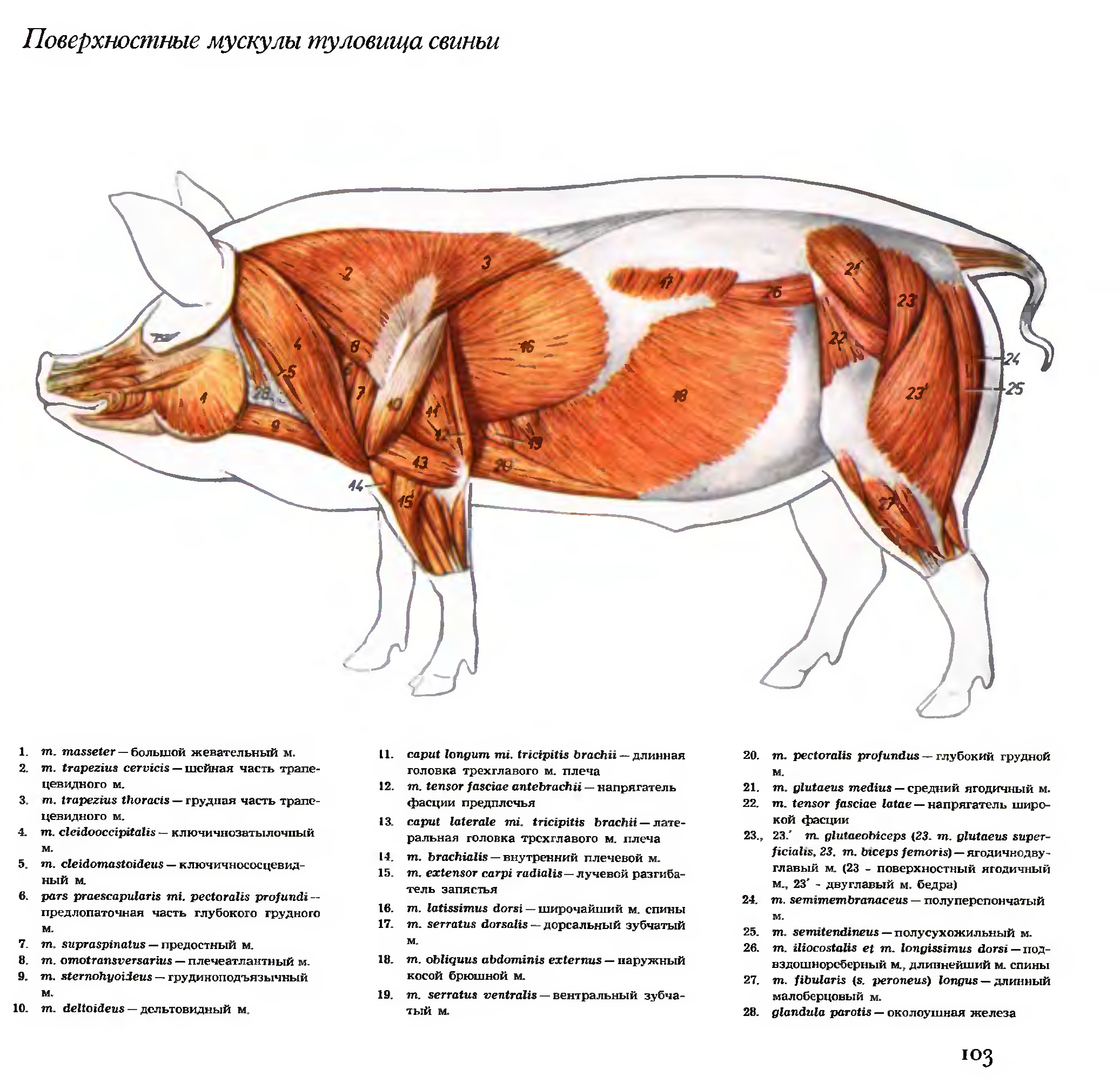 Анатомия коровы в картинках