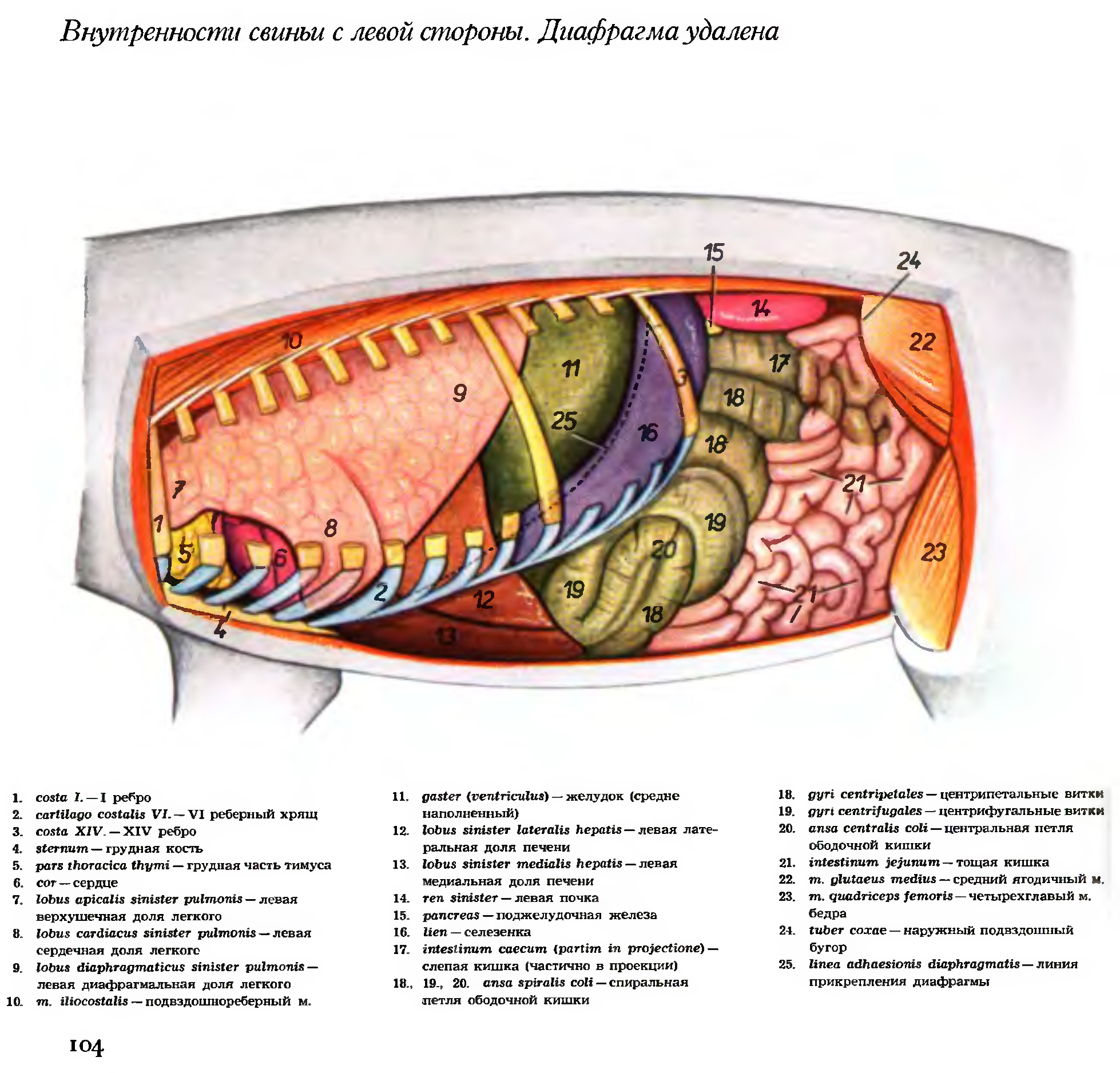 Топография органов свиньи