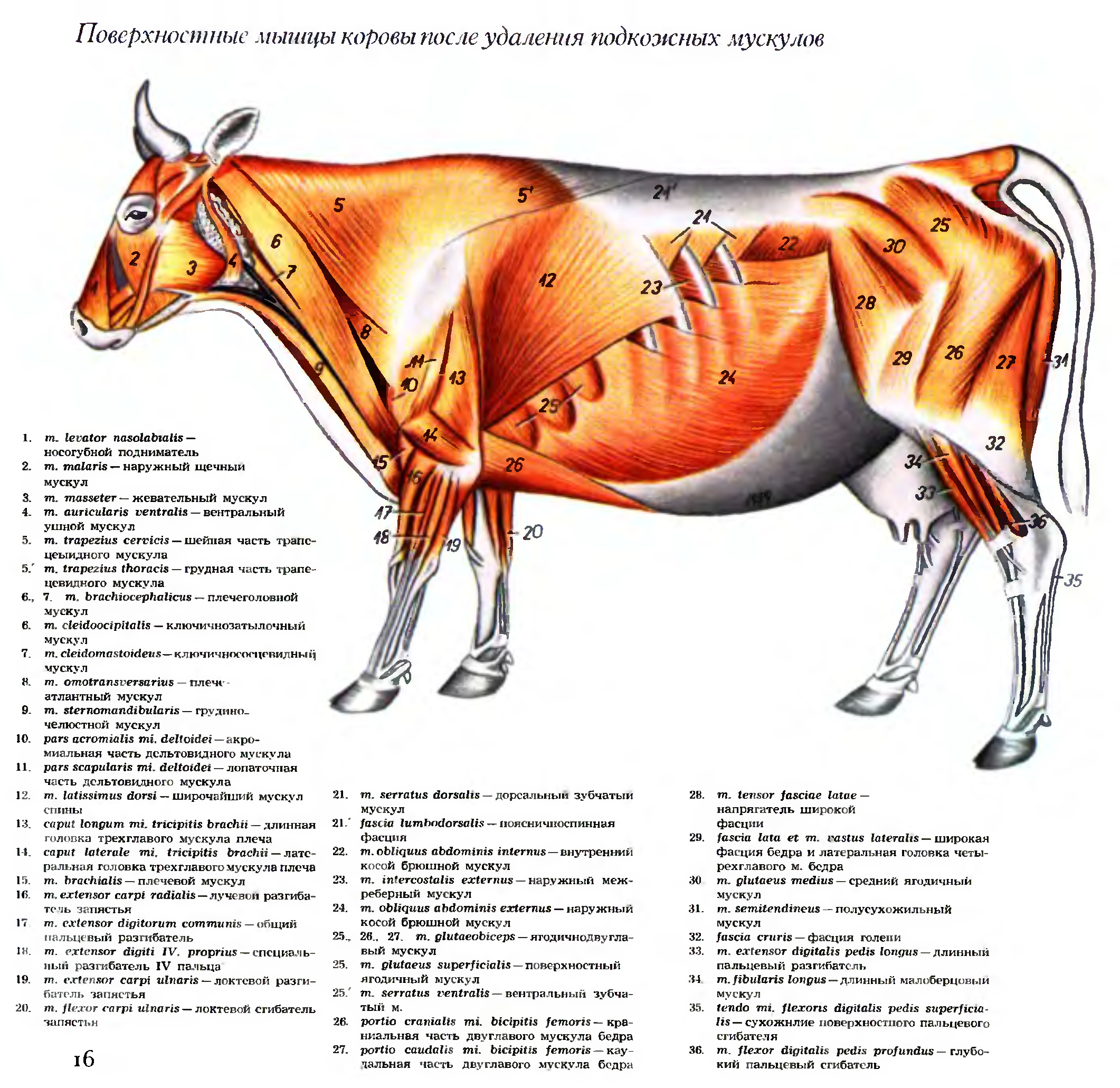 Мышцы коровы анатомия в картинках