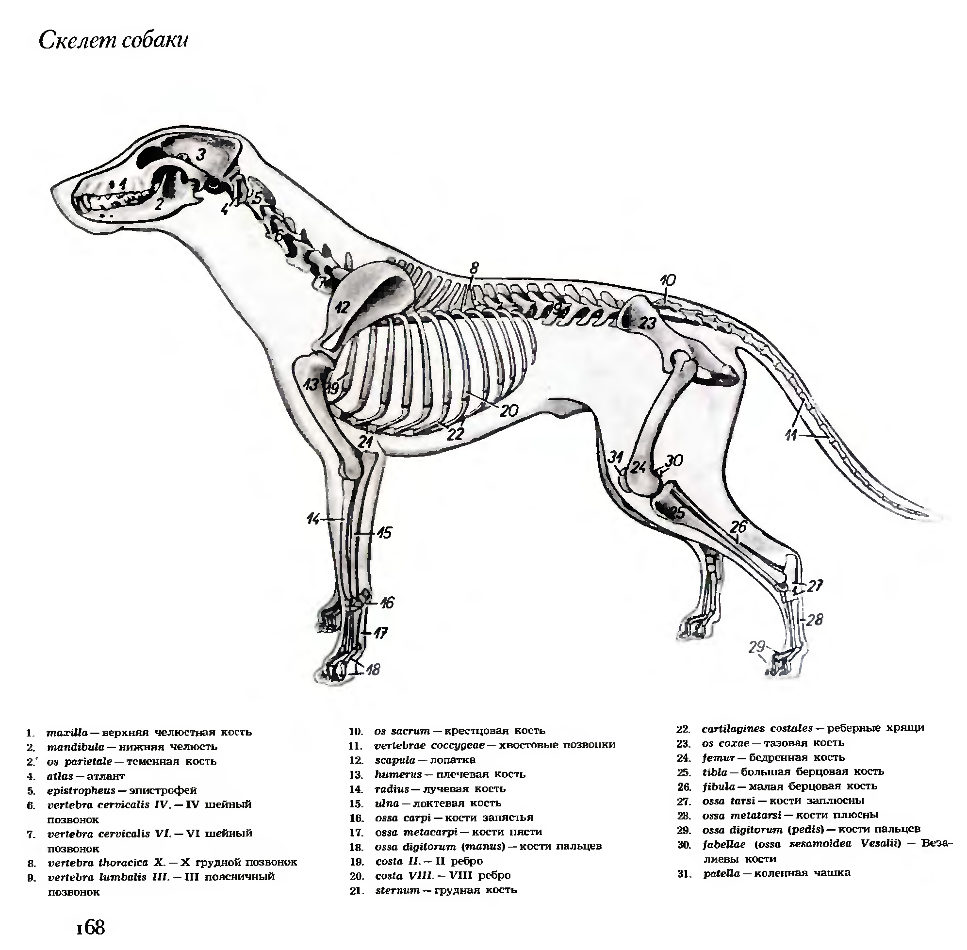 Позвоночник собаки. Строение скелета Джека Рассела. Скелет собаки Джек Рассел. Скелет Джек Рассел терьера. Скелет собаки вид сбоку.