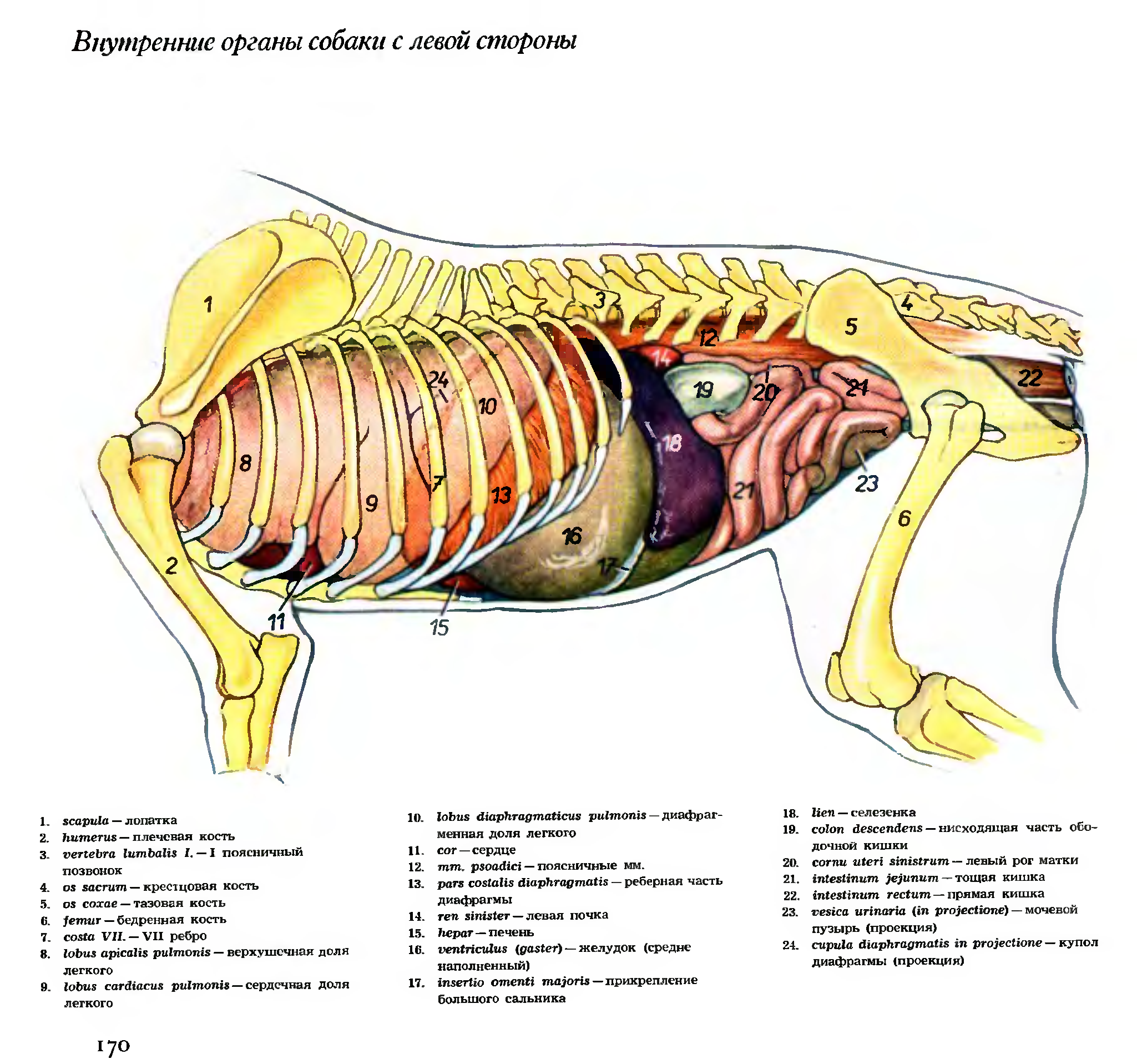 Анатомия собаки органы брюшной полости