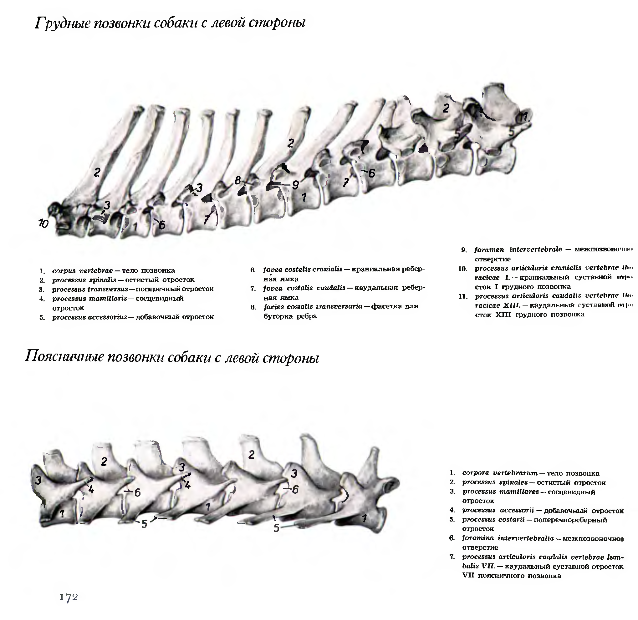 Позвоночник собаки. Грудной позвонок собаки анатомия. Грудной позвонок лошади анатомия. Строение грудного позвонка собаки. Грудной отдел позвоночника собаки.