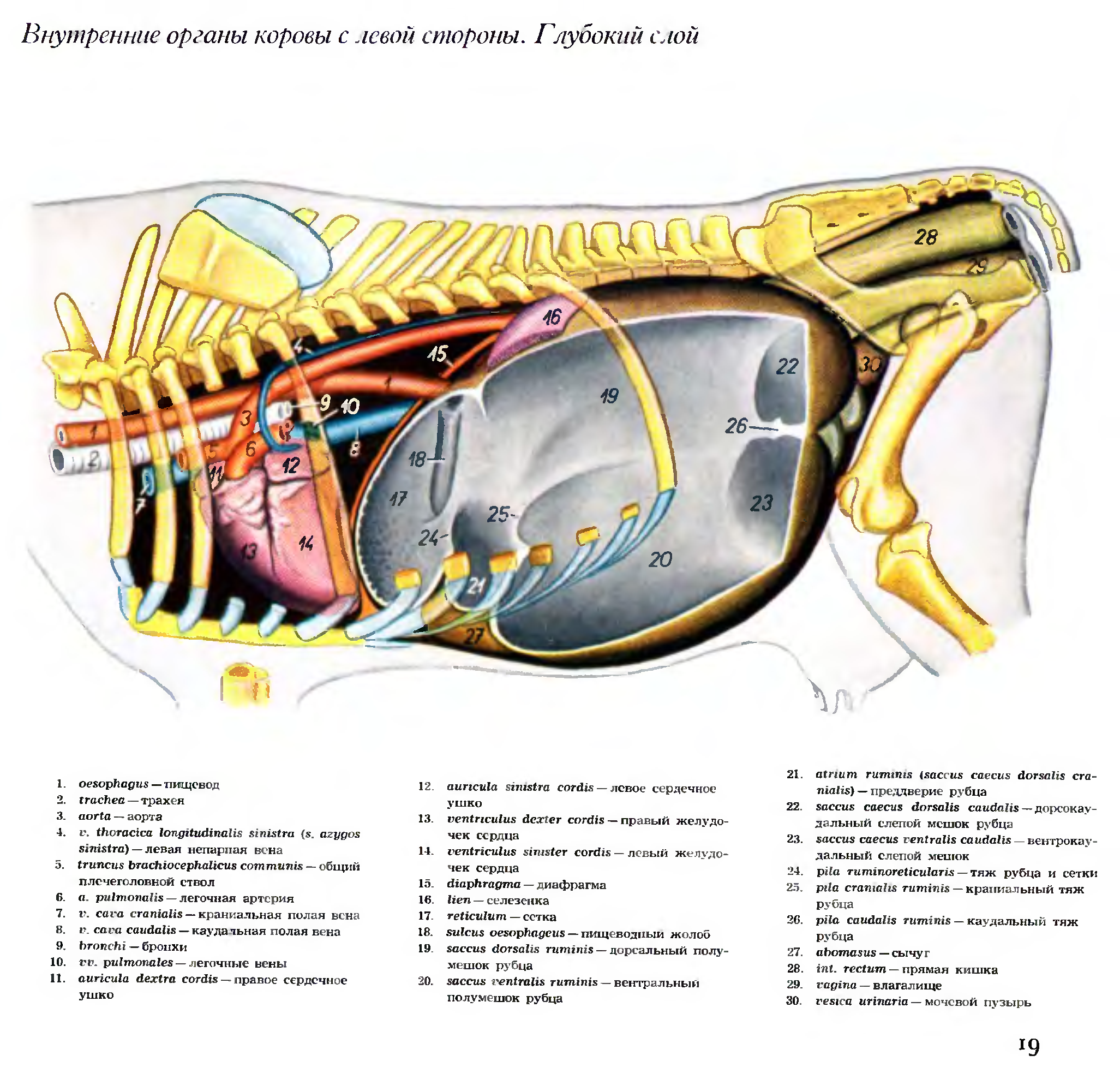 Внутреннее строение фото с описанием. Топография внутренних органов коровы. Анатомия КРС внутренние органы. Строение внутренних органов крупного рогатого скота. Строение коровы внутренние органы.