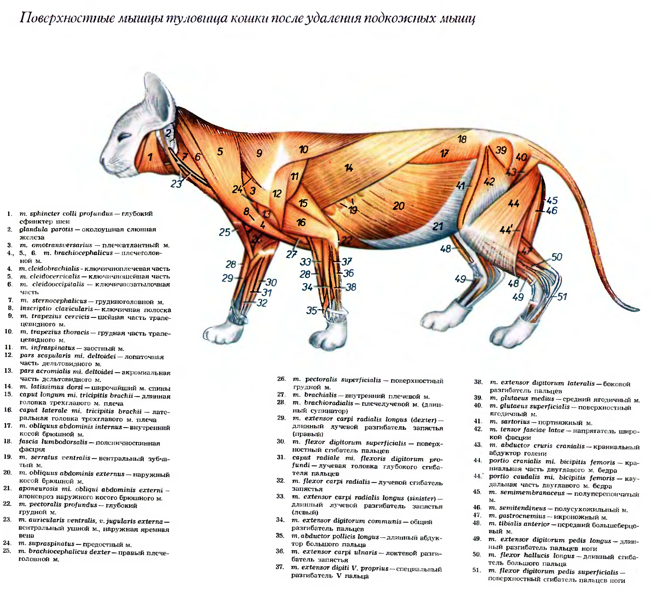 Мышцы животных. Строение брюшной полости кота. Анатомия кота внутренние органы атлас. Попеско атлас анатомии домашних животных. Мышечное строение кошки.