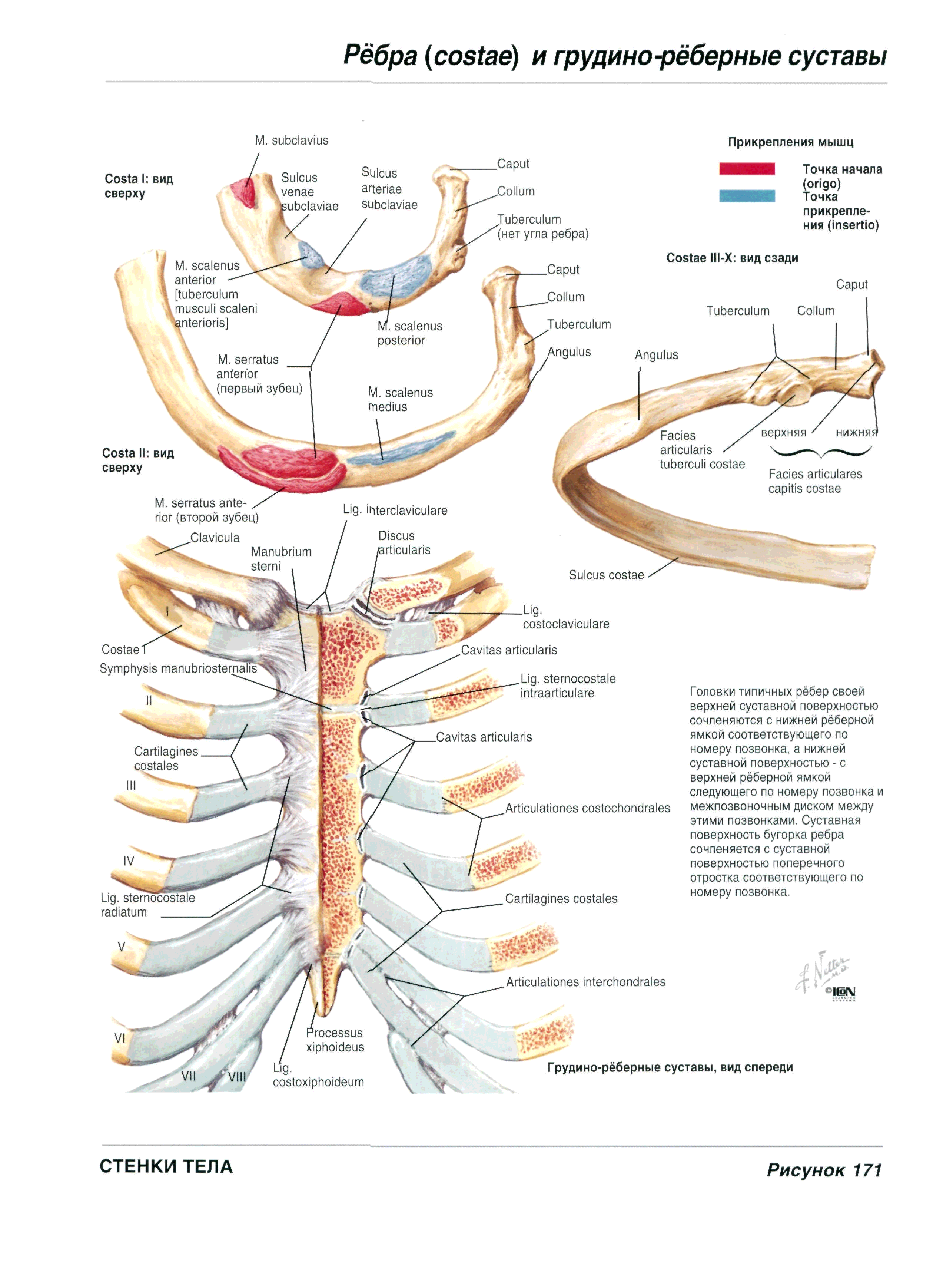 Соединение ребер с позвоночным столбом. Связки грудино реберного сустава. Грудина суставная поверхность. Соединение ребер с позвонками и грудиной. Грудина суставная поверхность.