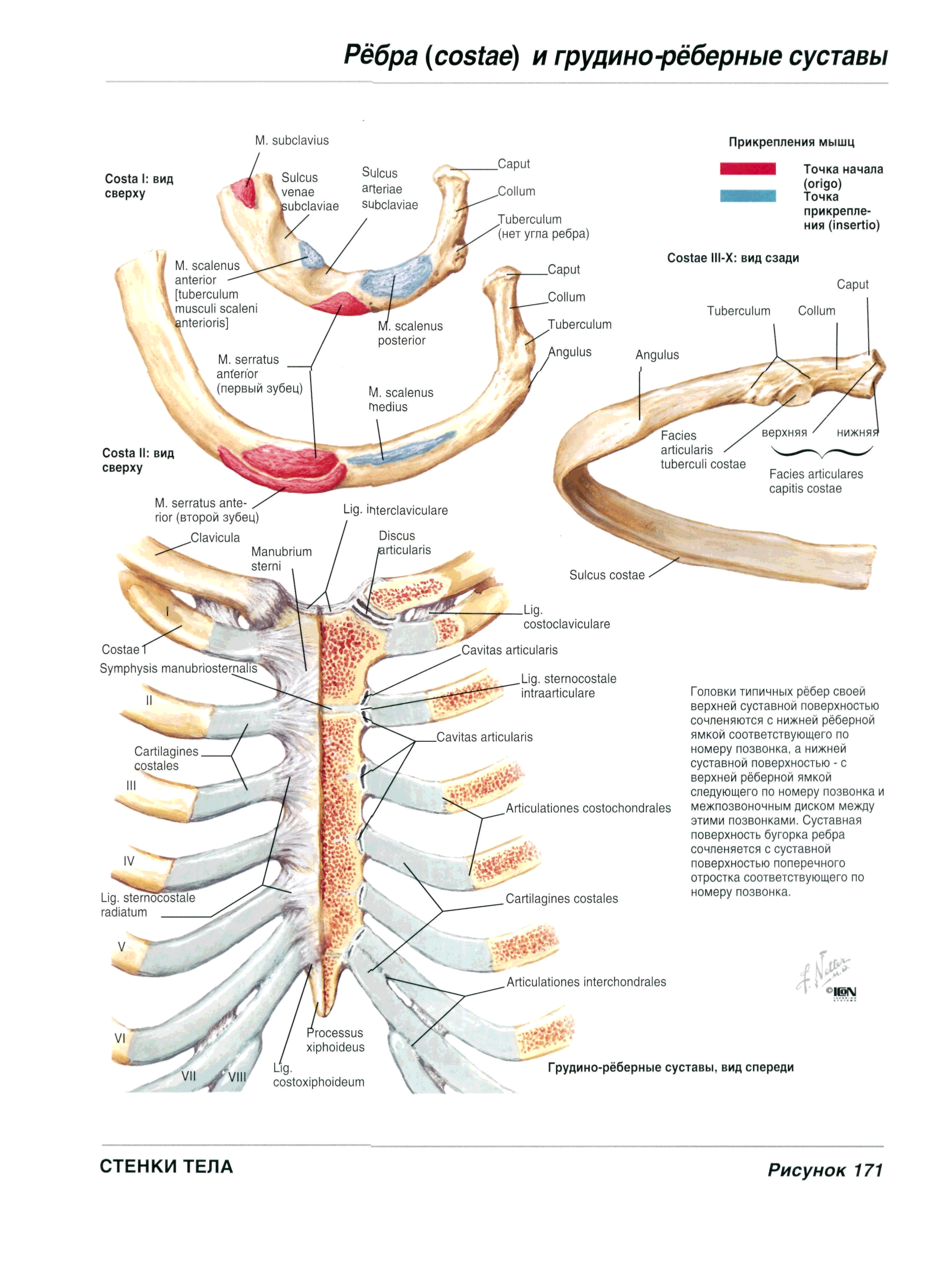 Грудино реберный. Грудино реберный сустав анатомия. 1) Строение ребра и грудины. Реберно грудинное сочленение анатомия. Строение грудины и ребер человека анатомия.