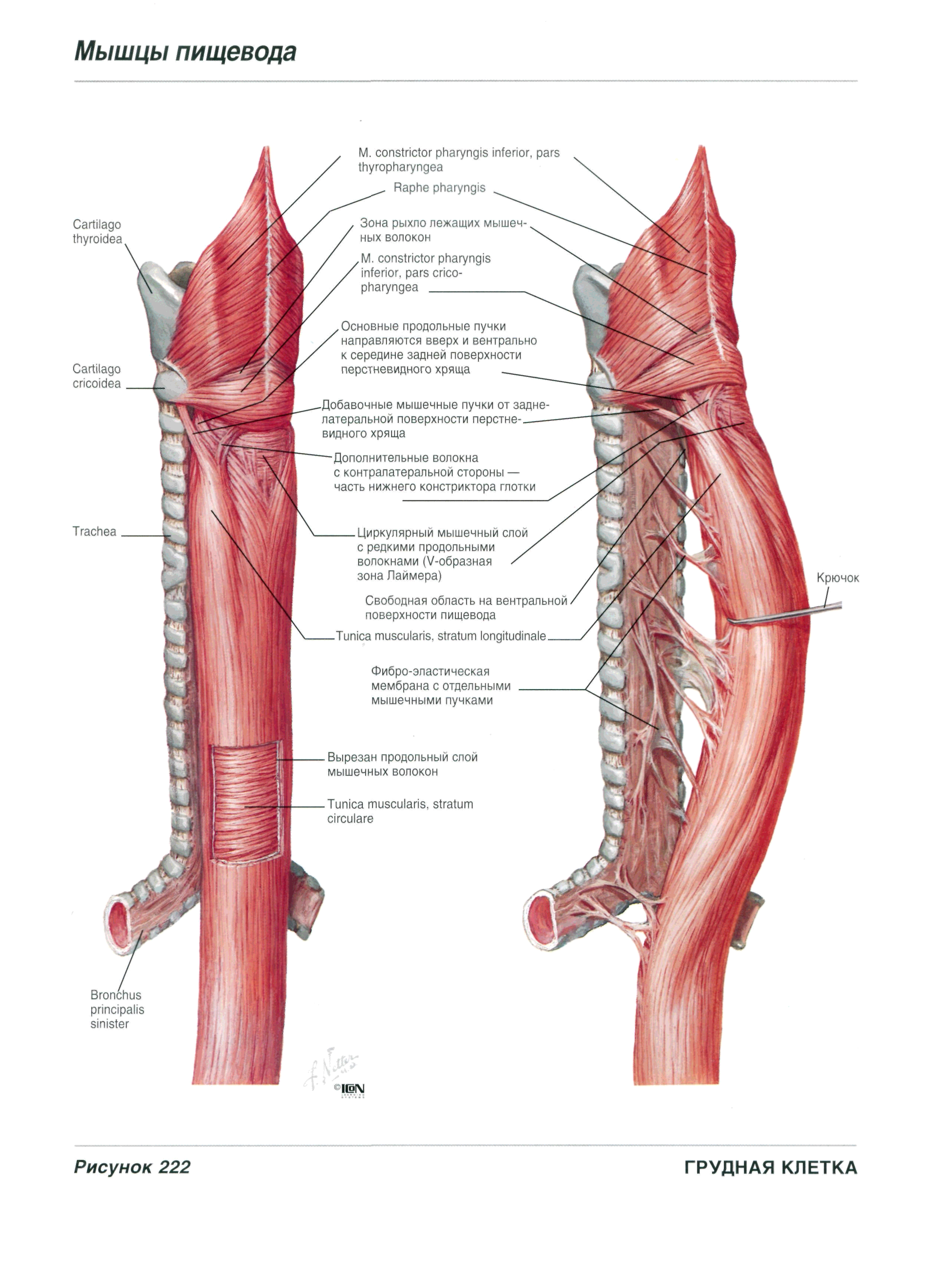 Ход пищевода. Топография пищевода анатомия. Синтопия пищевода анатомия. Шейный отдел пищевода анатомия. Синтопия грудного отдела пищевода топографическая анатомия.