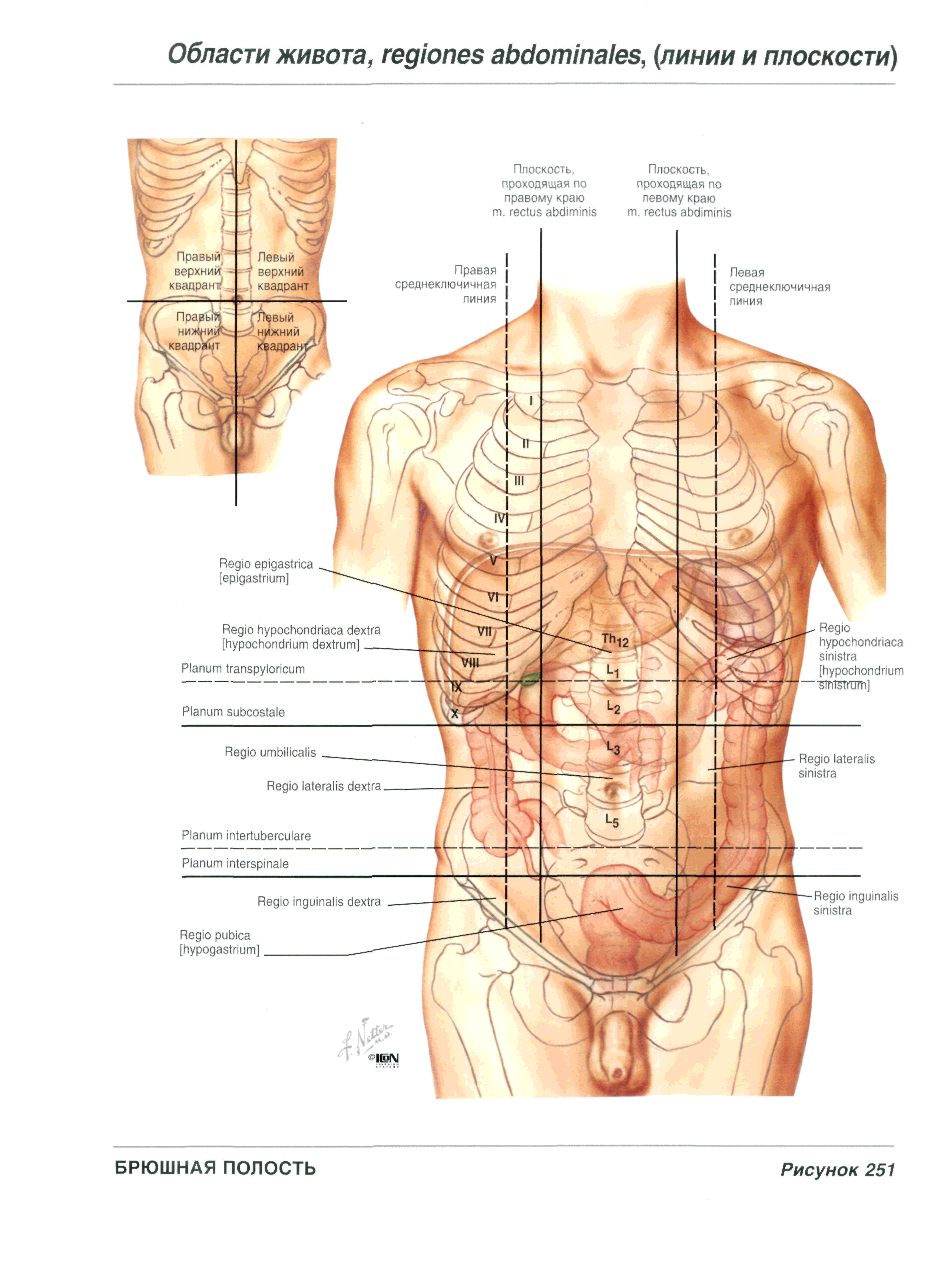 Область нижней части живота. Анатомия человека правый бок. Левое подреберье анатомия. Анатомия левый бок. Болит живот под левым ребром спереди что это.