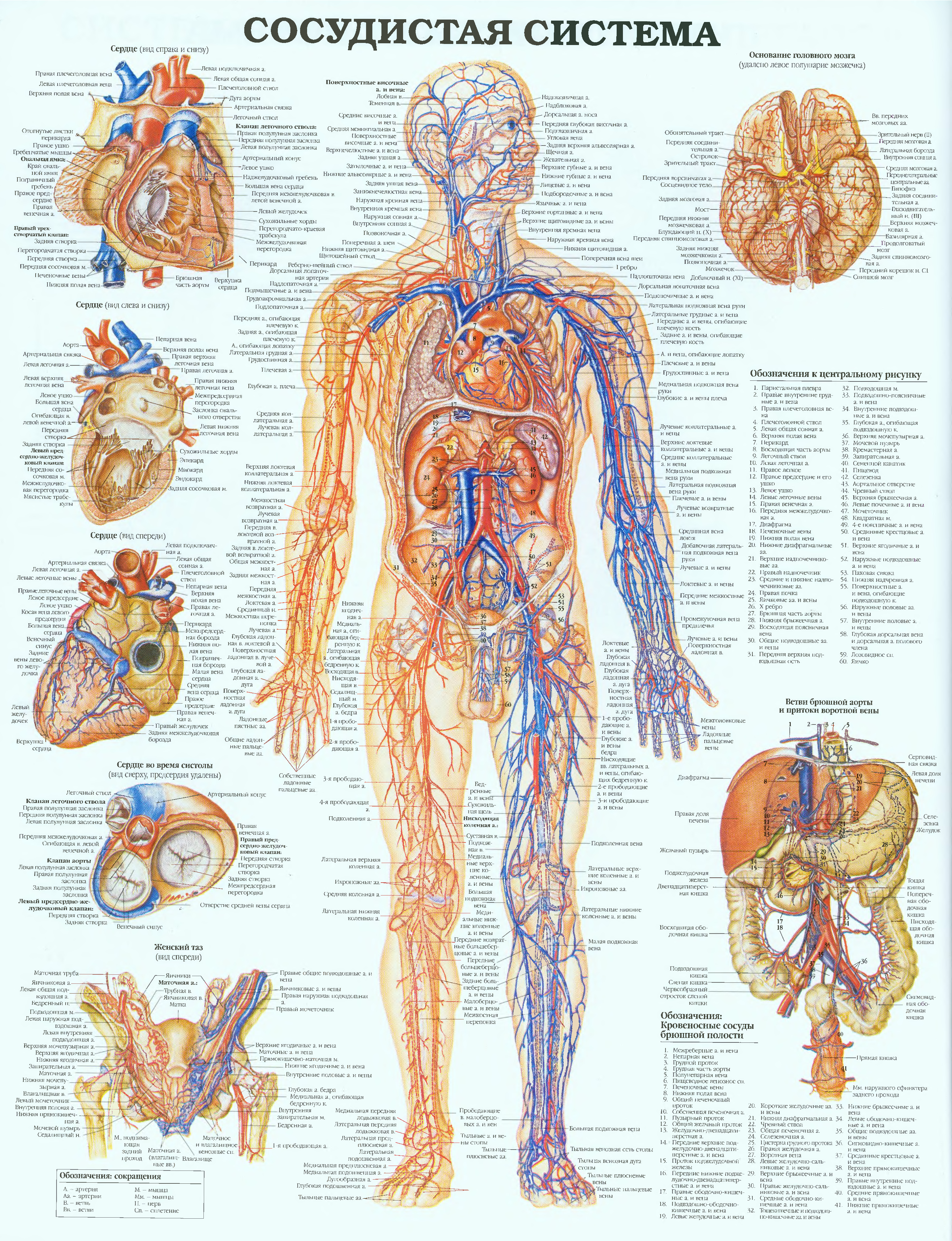 Человек органы и сосуды. Кровеносная система человека атлас. Кровеносная система анатомия. Плакат кровеносная система человека. Лимфатическая система — медицинский плакат.