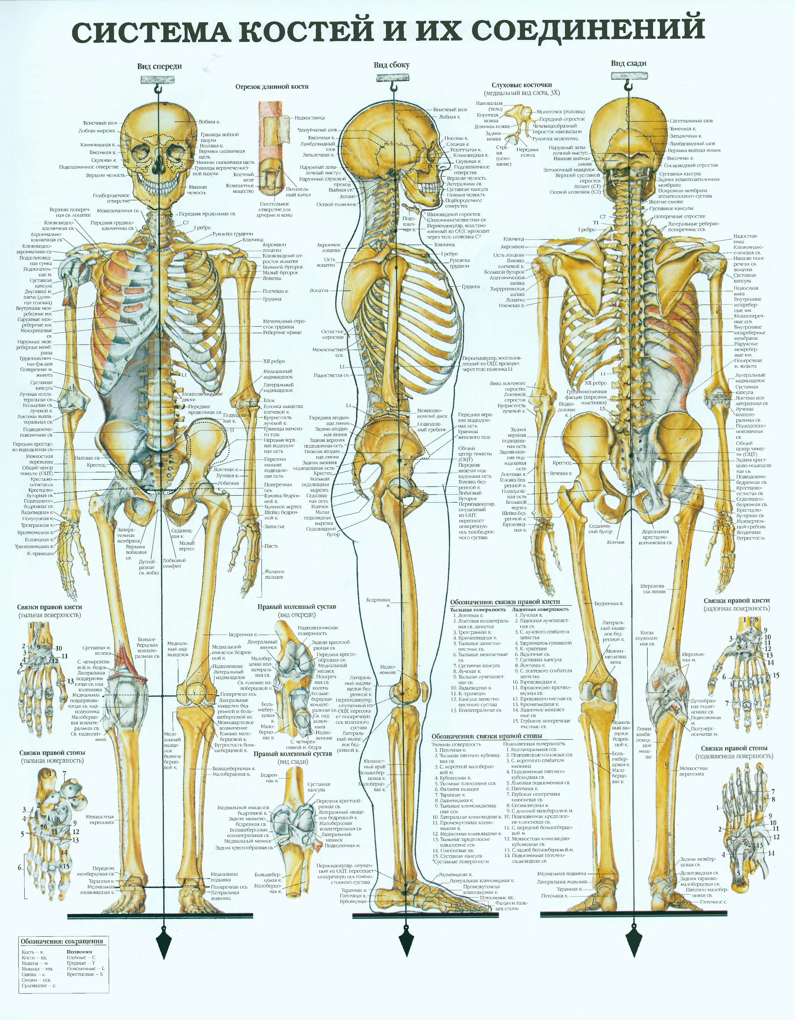 Как называется скелет. Скелетная система человека анатомия. Строение костной системы человека. Система костей и их соединений анатомия. Система костей и их соединения медицинский плакат.
