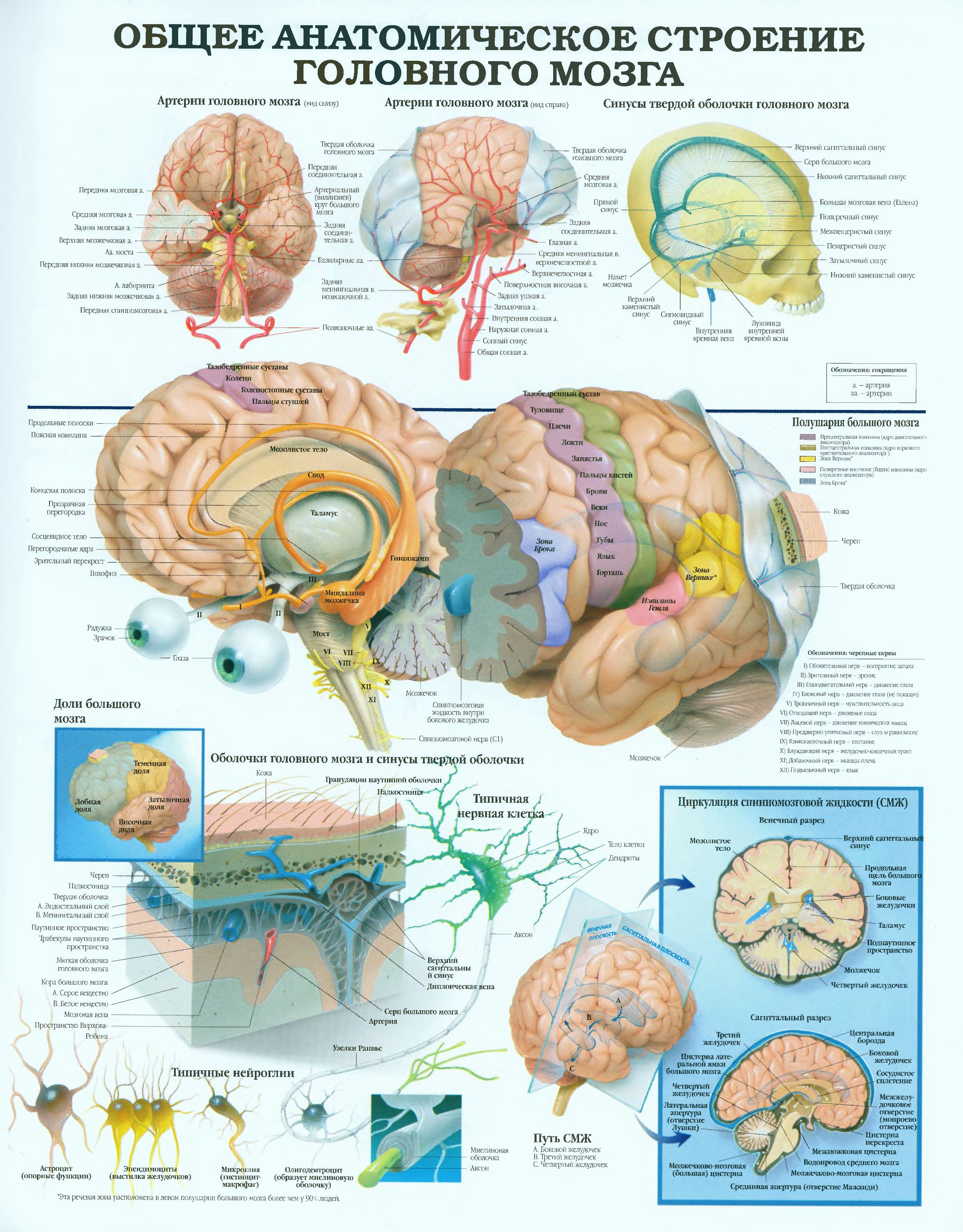 Биология мозга учебники. Головной мозг человека строение анатомия и физиология. Головной мозг строение атлас. Анатомия мозшачеловека атлас. Строение мозга человека атлас анатомия.