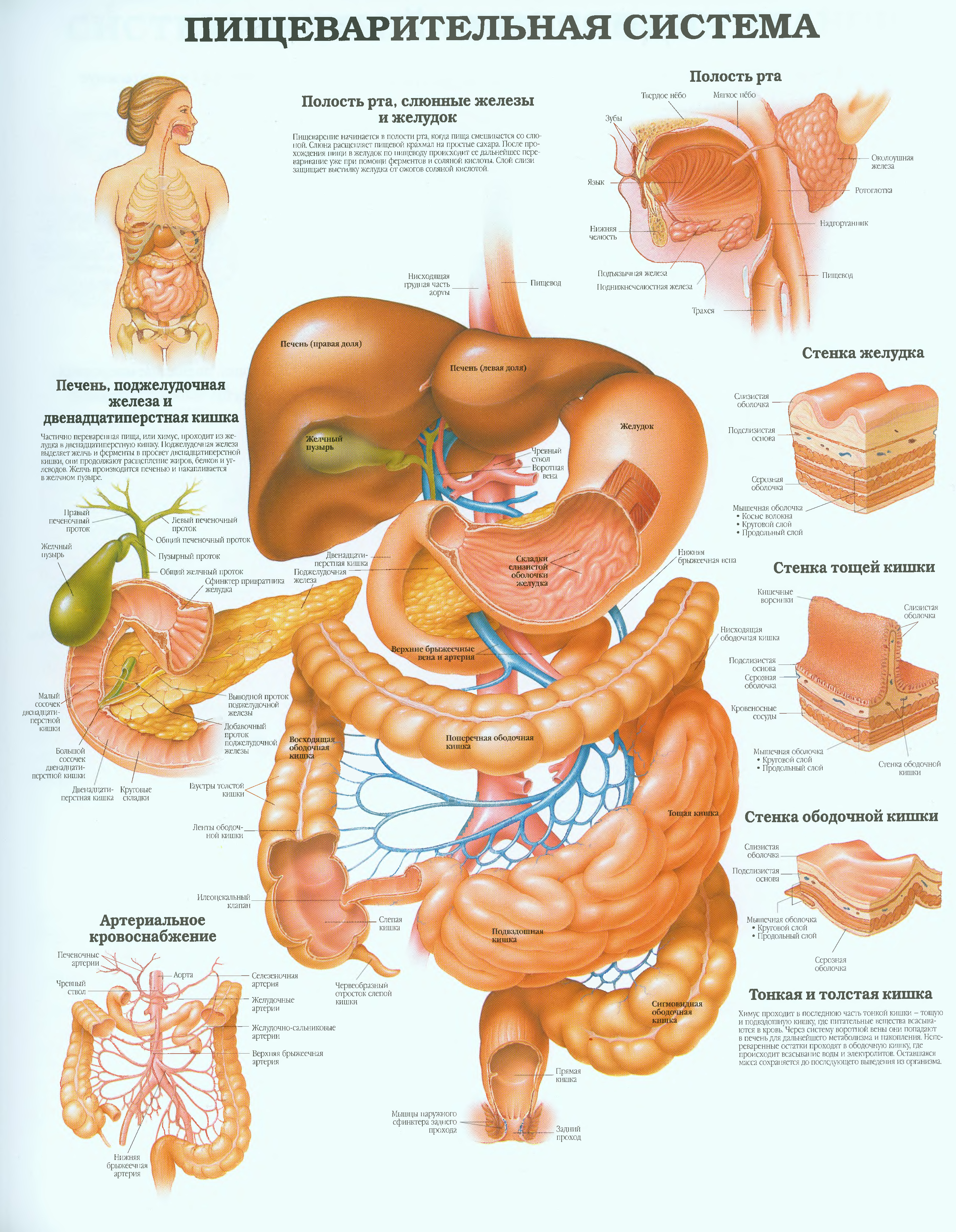 Атлас анатомии пищеварения человека