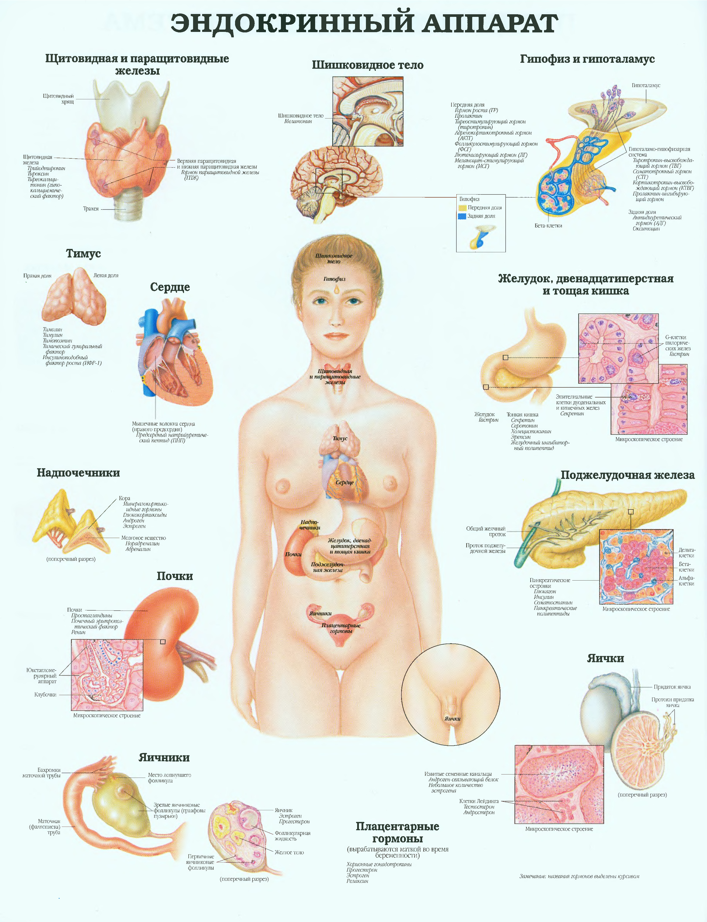Эндокринные органы человека. Эндокринная система анатомия болезни. Плакат анатомия эндокринная система. Болезни эндокринной системы плакат. Плакат эндокринные железы.
