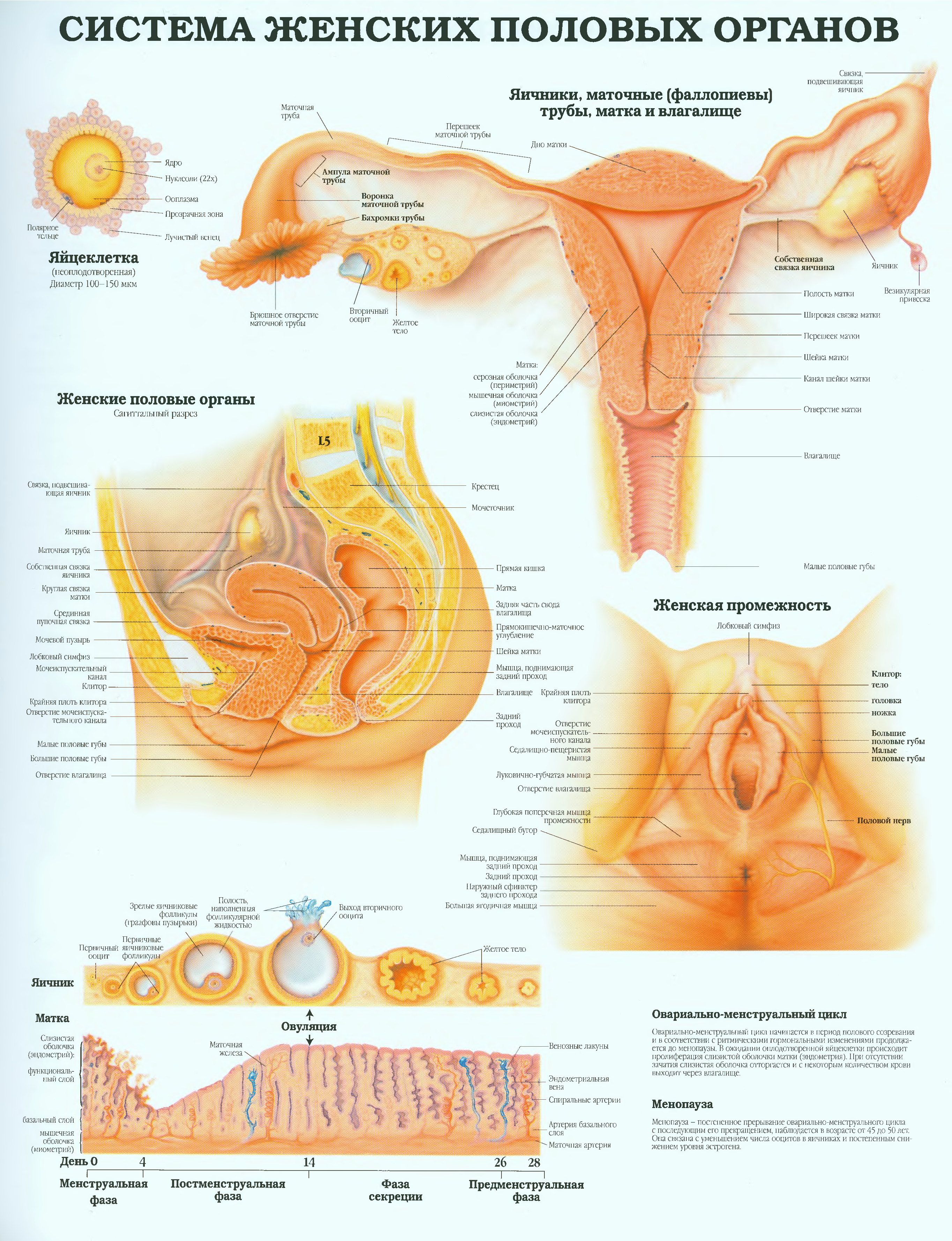 мочеполовая система женщины строение и функции фото