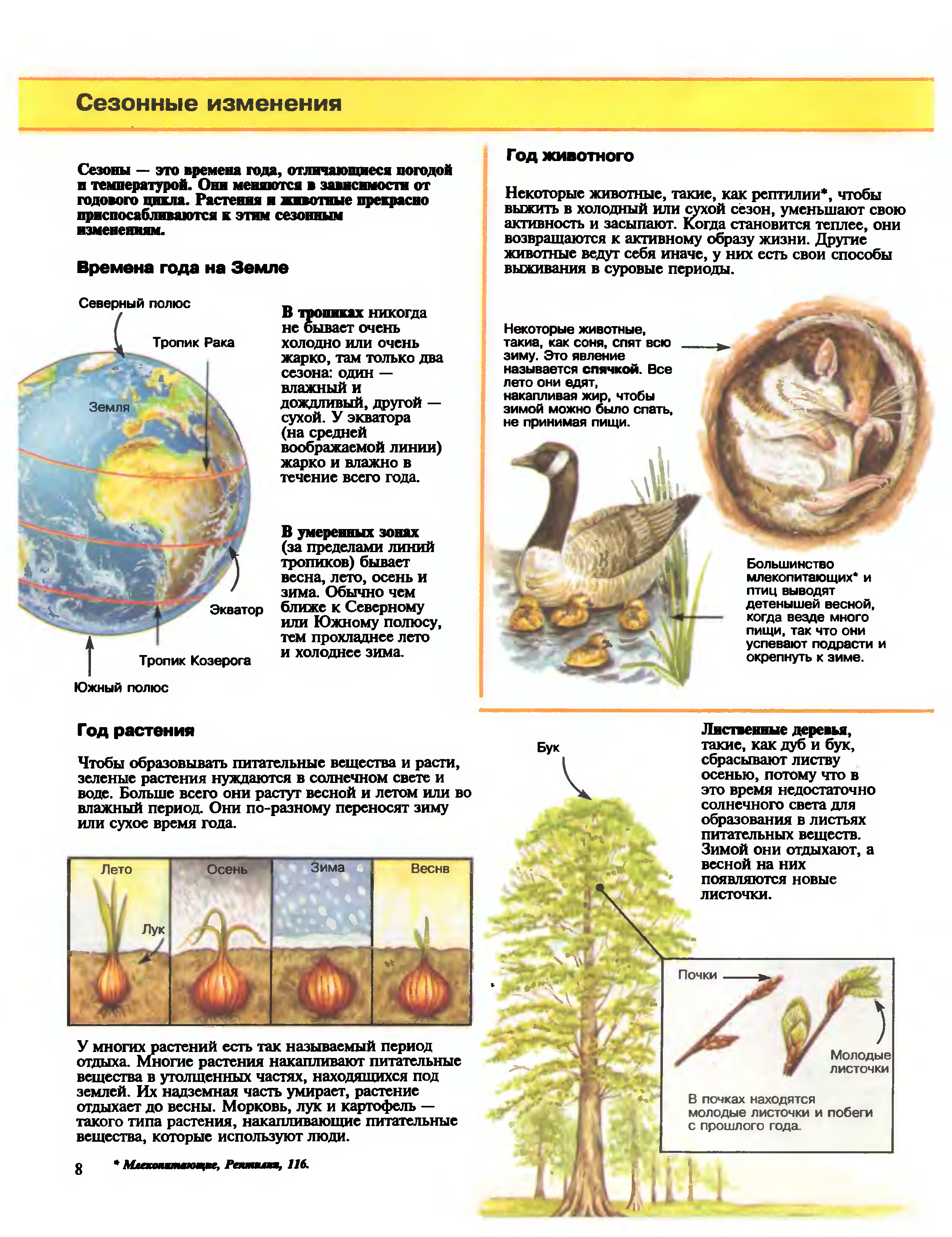 Доклад на тему сезонные изменения в организмах