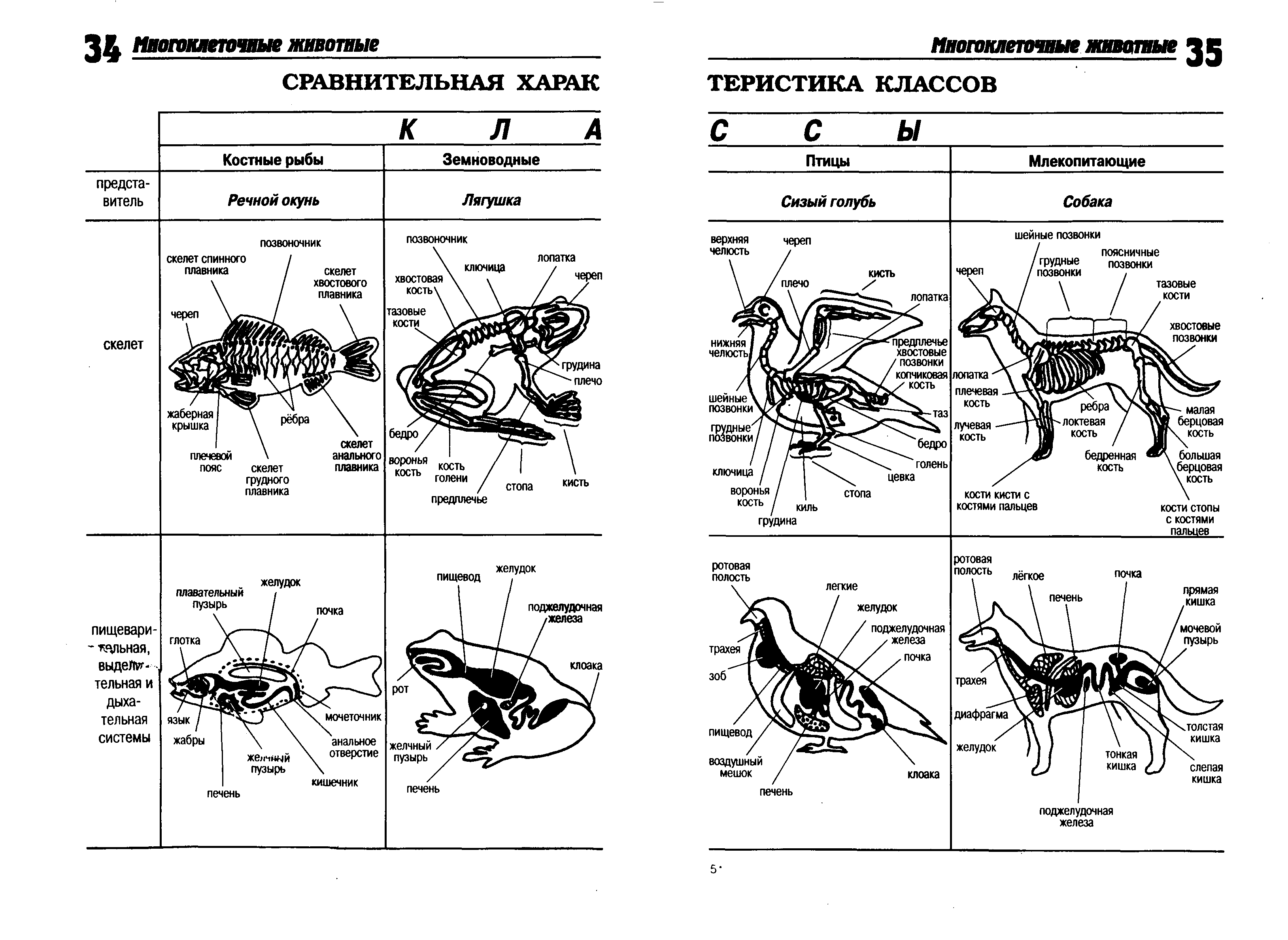 Сравнение скелетов позвоночных животных таблица