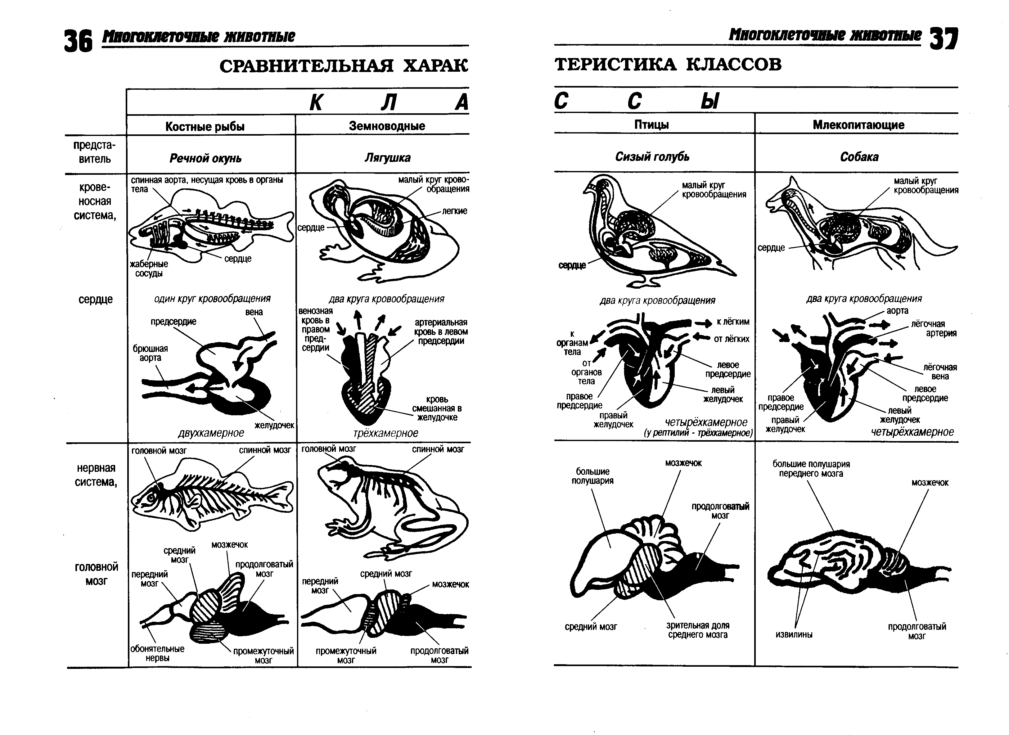 Сравнительная таблица рыб земноводных пресмыкающихся птиц
