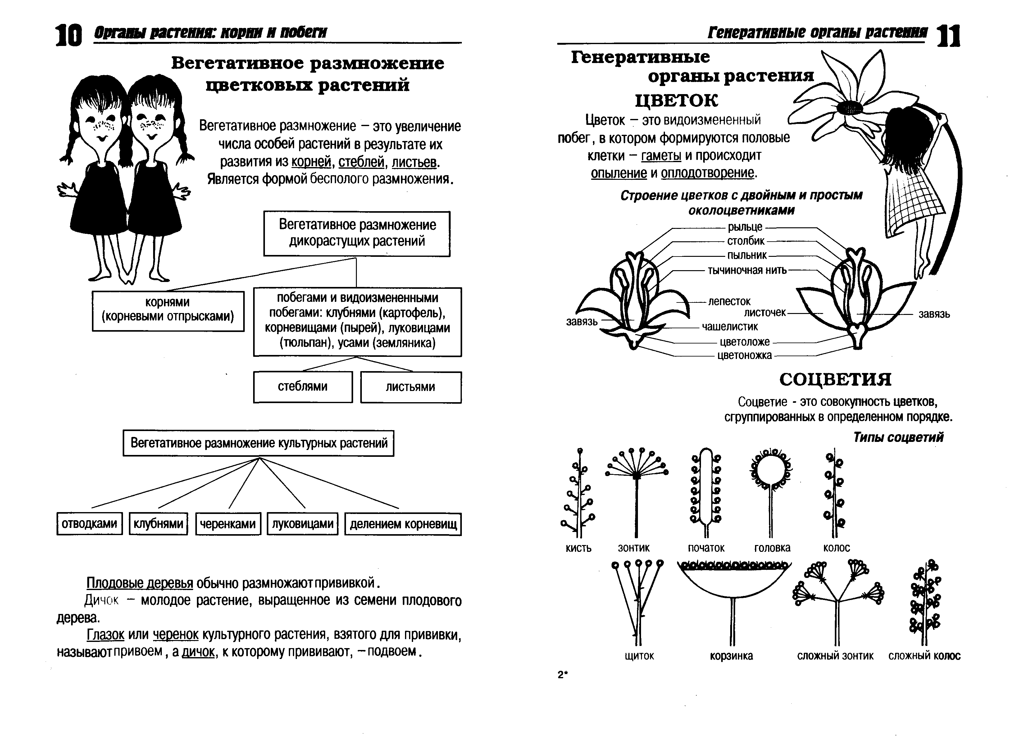 Схема по ботанике