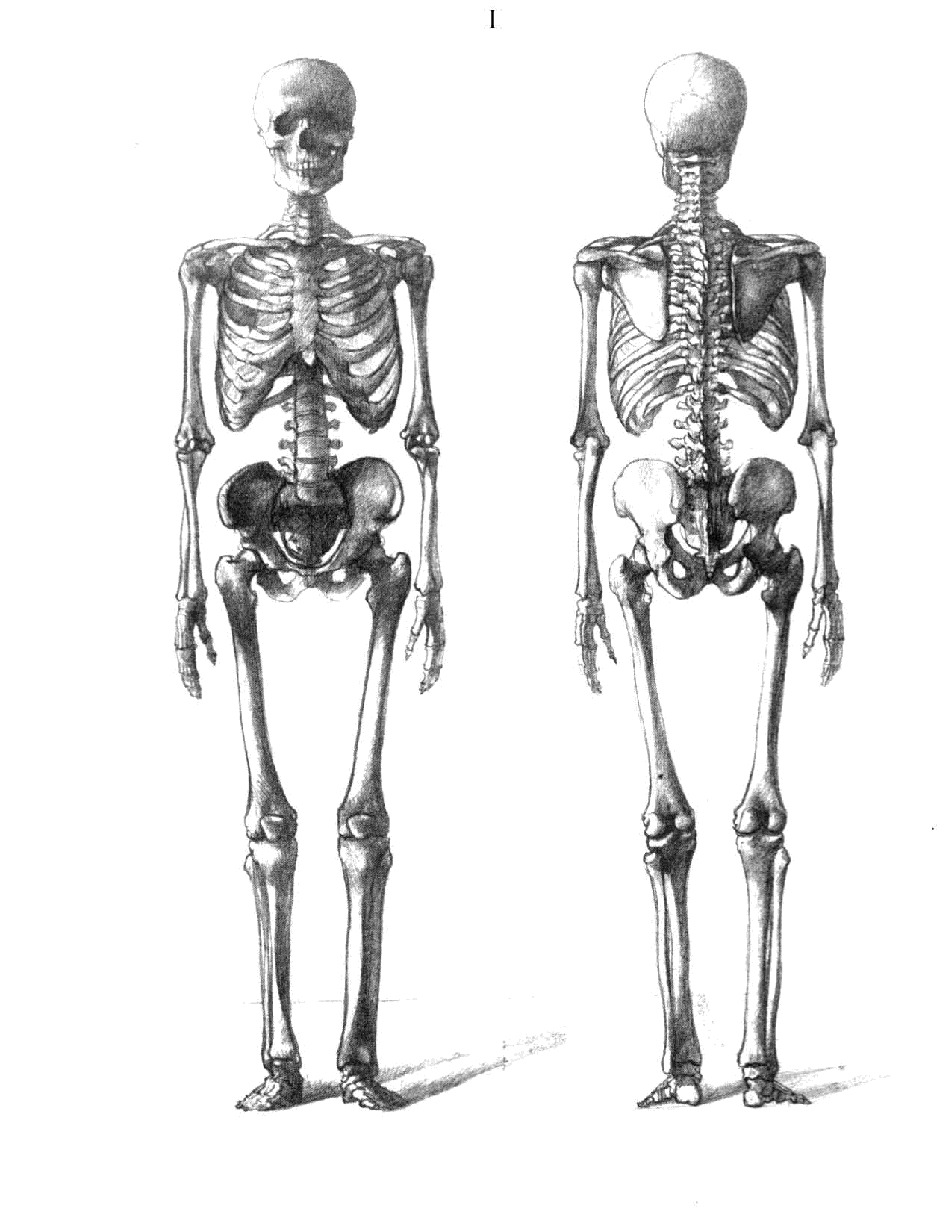 Поверхность скелета. Ене Барчаи скелет. Енё Барчаи анатомия. Скелет человека анатомия.