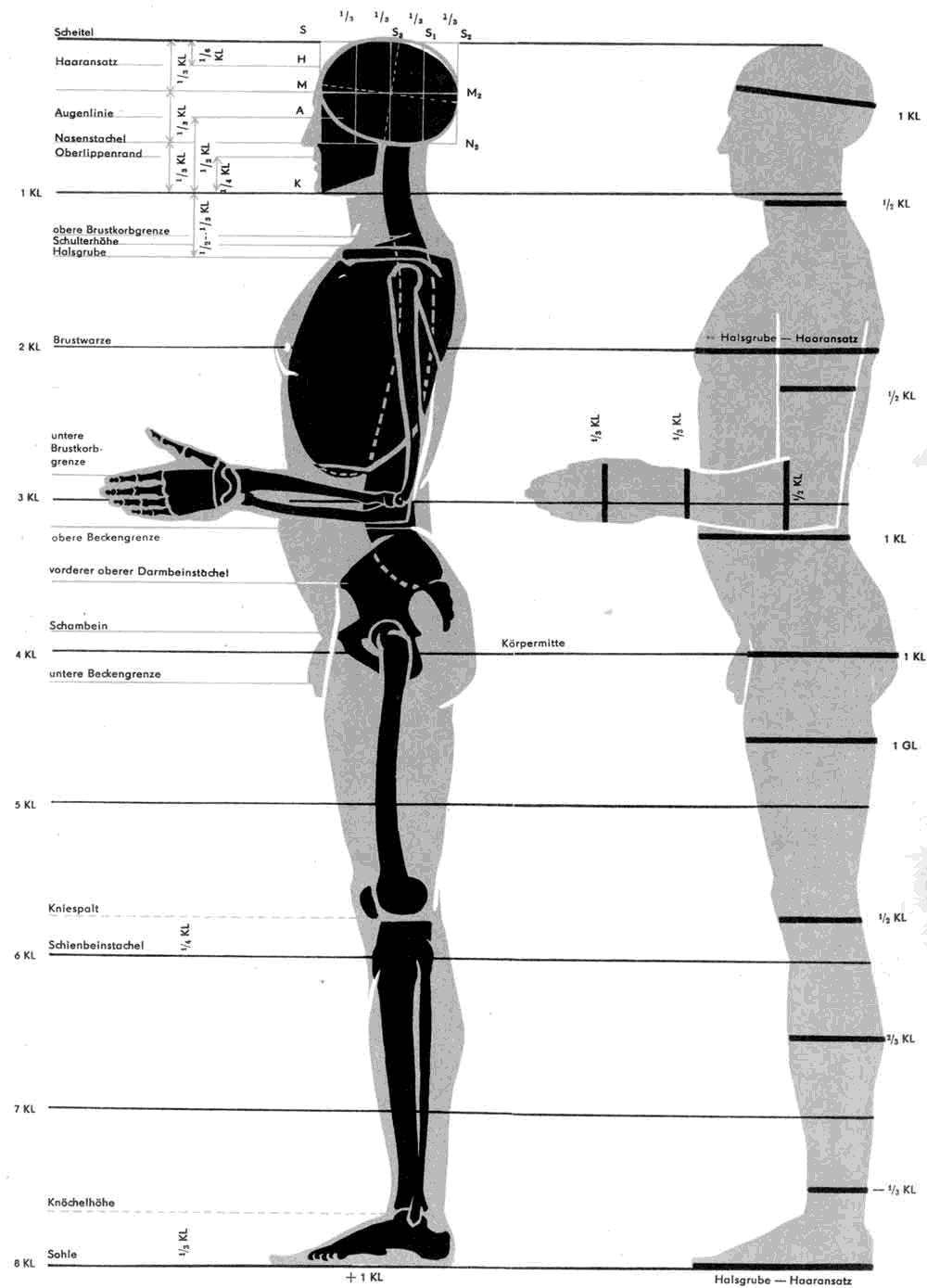 8 частей человека. Пропорции тела человека Баммес. Пропорции человека Баммес мужчина. Пропорции человека Баммес Готфрид. Пропорции человека анатомия Баммес.