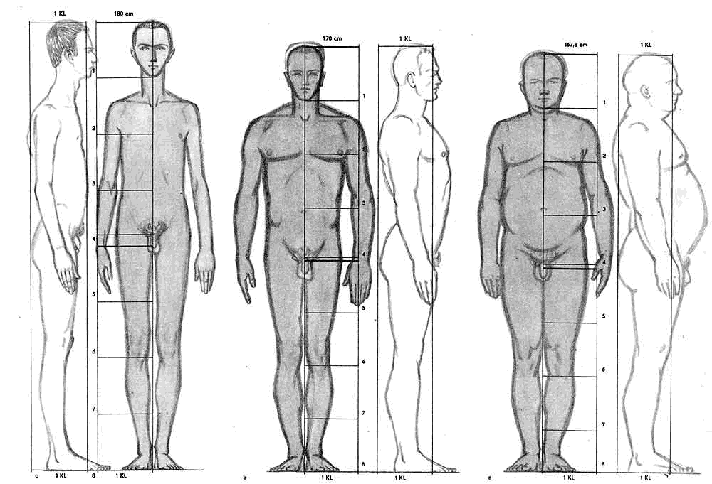 Чертеж мужских. Чертеж человека. Пропорции мужчины. Идеальная мужская фигура пропорции. Пропорции тела мужчины.
