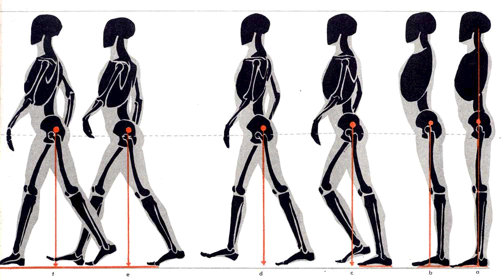 Anatomy lessons. Референсы для графических дизайнеров. Референс осанки девушки. Референсы медицина. Референсы оператора.