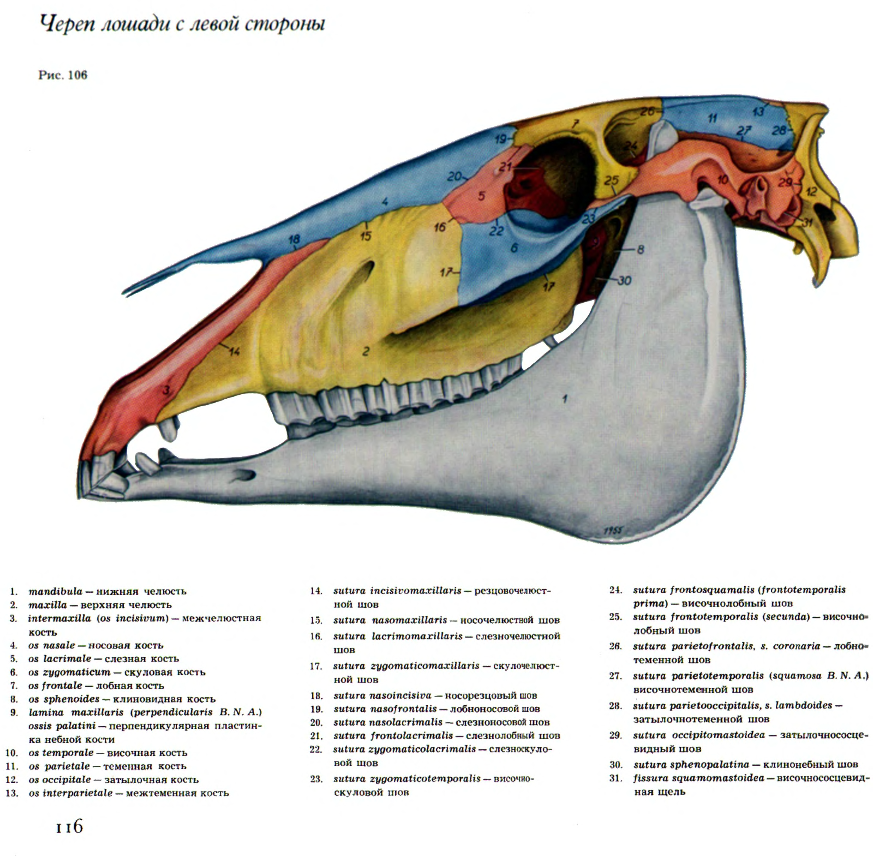 Кости черепа коровы анатомия
