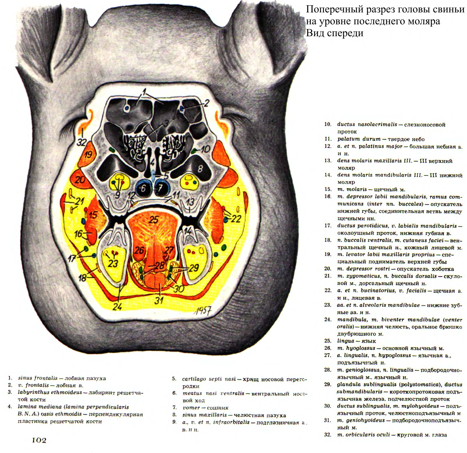 Схема в разрезе. Поперечный разрез головы. Строение головы свиньи. Горизонтальный разрез головы.