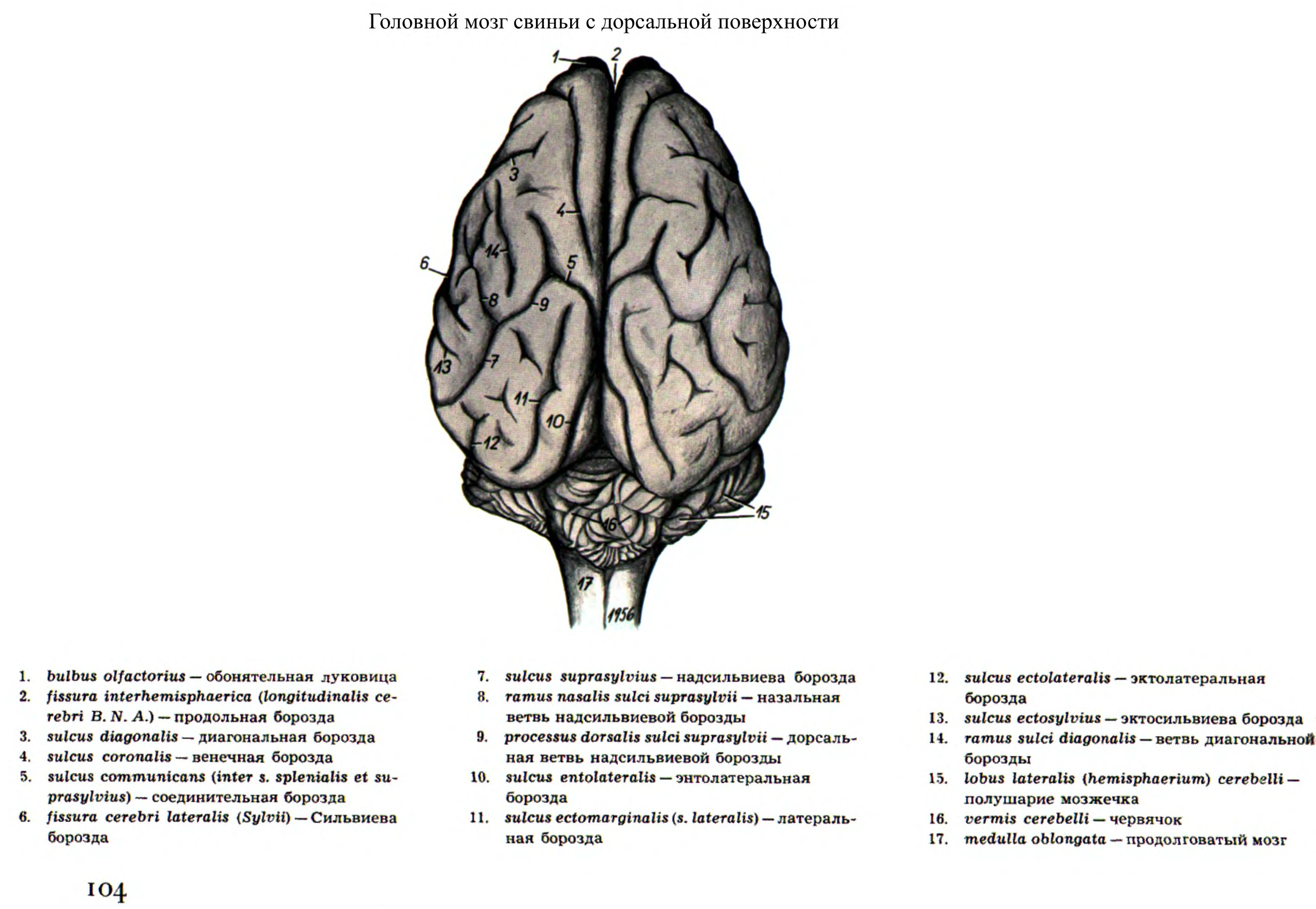 Мозг собаки отделы. Строение головного мозга КРС. Дорсальная поверхность головного мозга лошади. Головной мозг КРС анатомия.