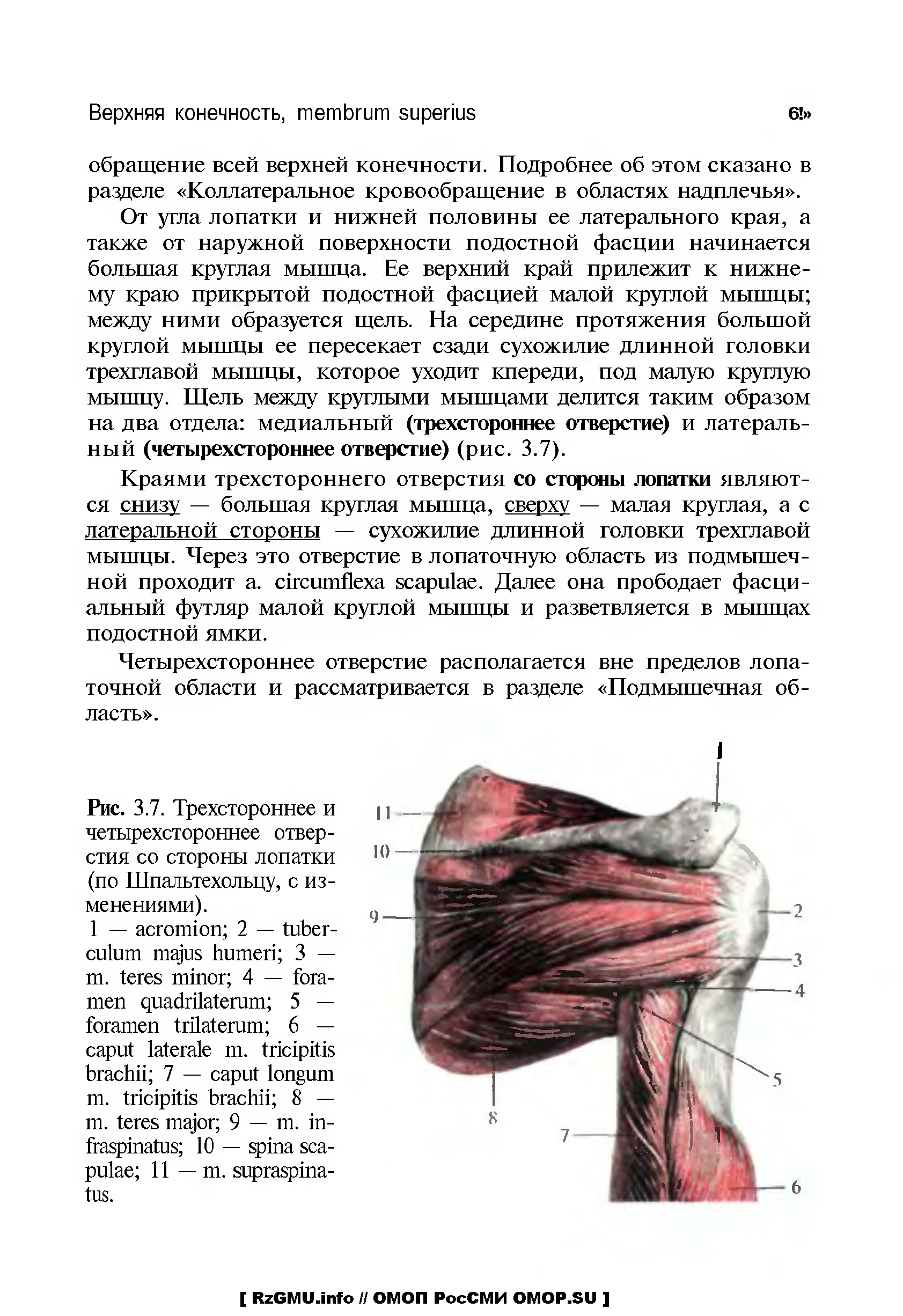 Учебник по топографической анатомии. Трехстороннее и четырехстороннее отверстие топографическая. Трехстороннее и четырехстороннее отверстие лопатки. Границы трехстороннего и четырехстороннего отверстий. Трехстороннее отверстие и четырехстороннее отверстие анатомия.