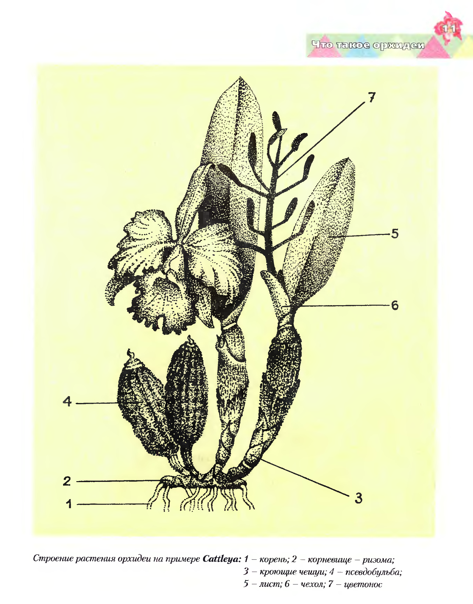 Схема строения орхидеи фаленопсис