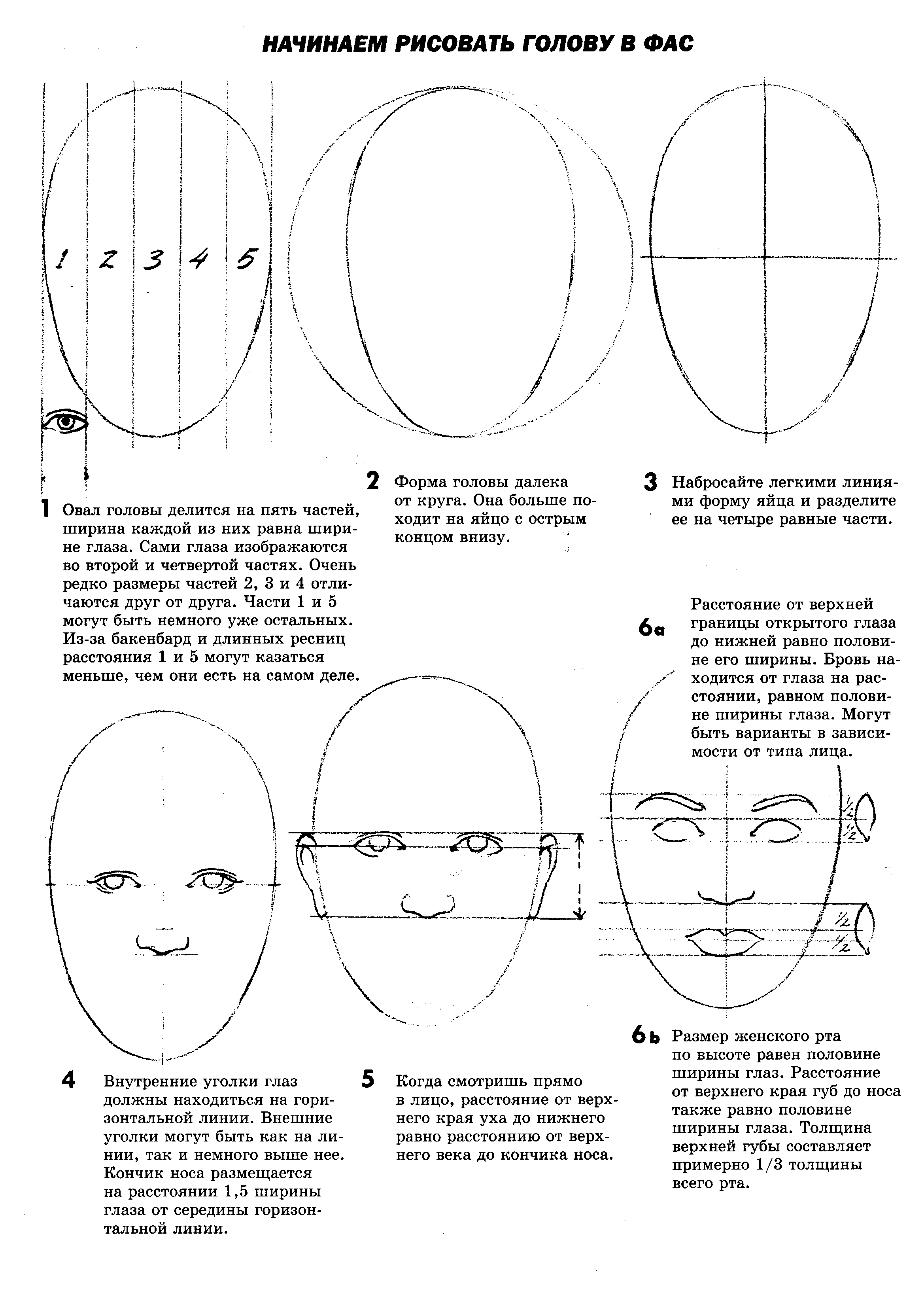Схема пропорций головы человека