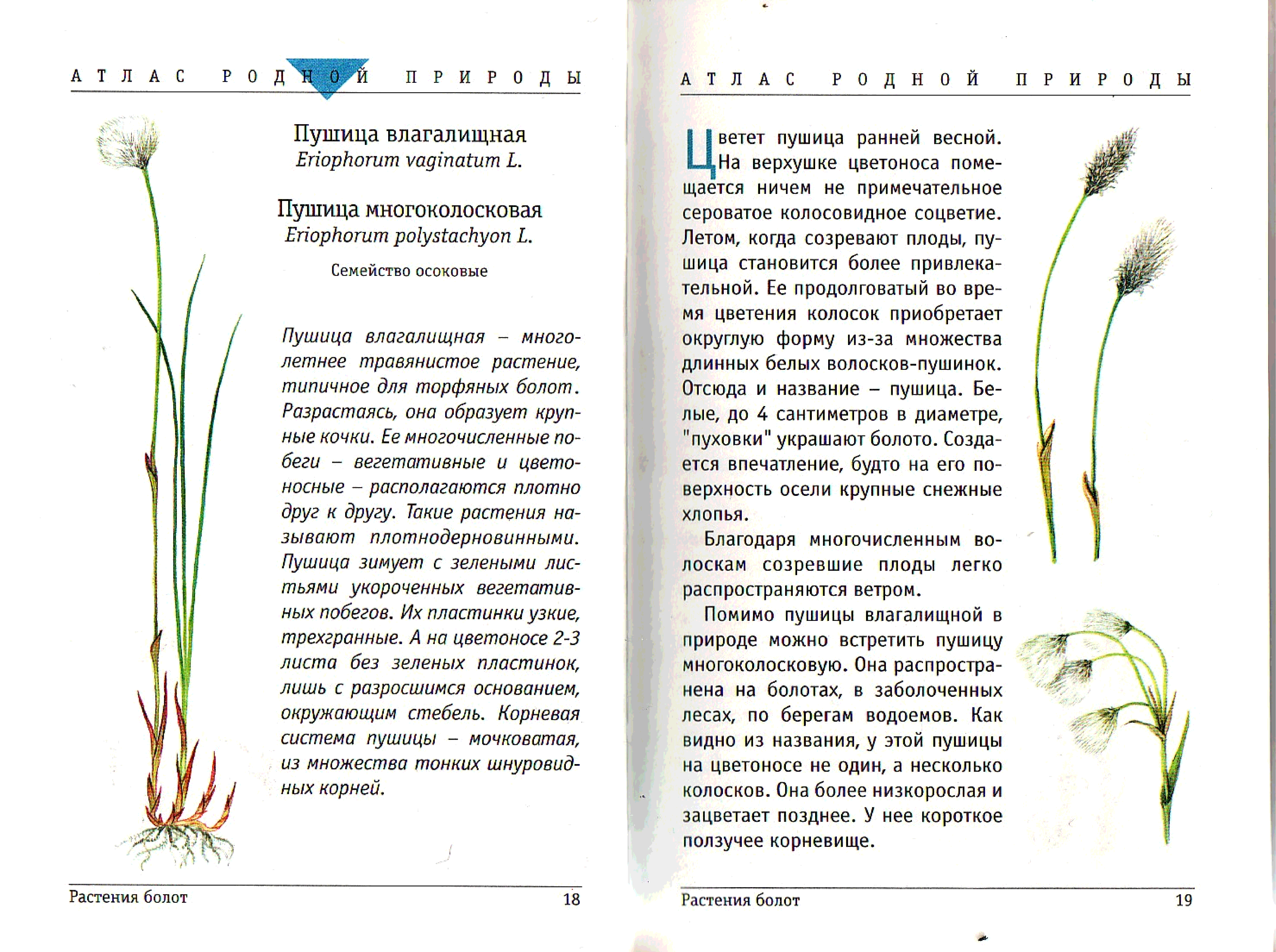 Зеленая книга растений. Атлас растения болот. . «Атлас родной природы. Животные водоемов. Атлас родной природы растения болот. Атлас водных растений.