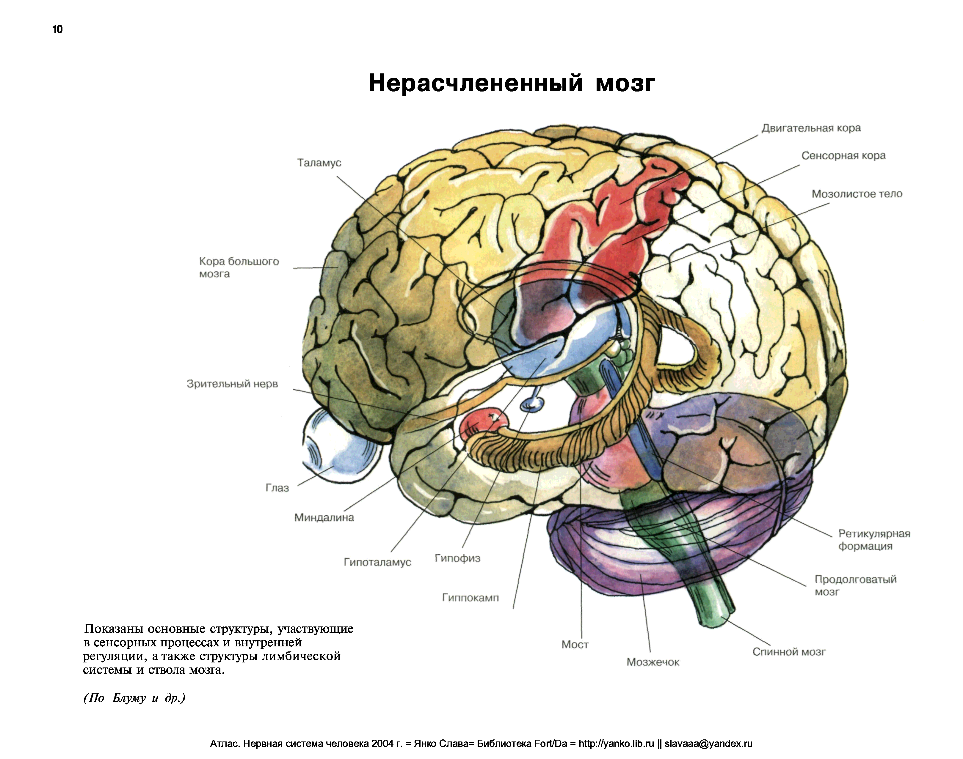 Строение головного мозга человека анатомия рисунок с подписями