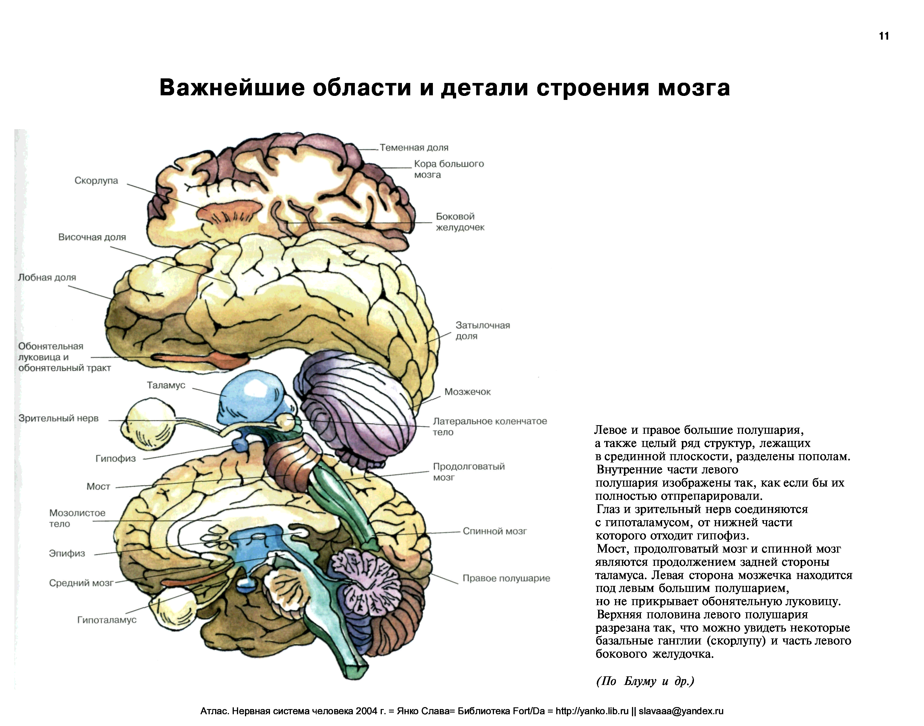 От головного мозга к рабочим органам