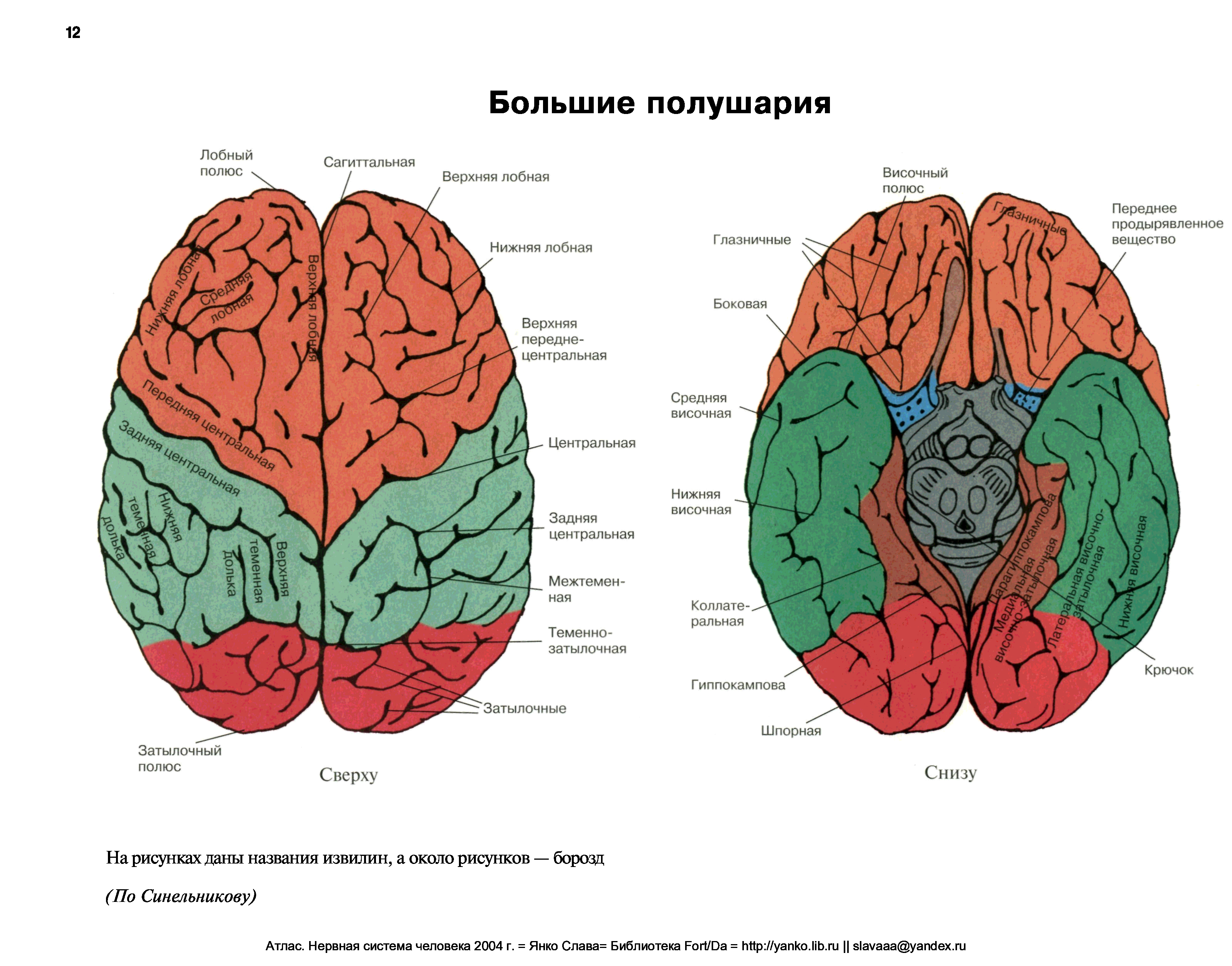 Задние отделы больших полушарий. Полушария головного мозга анатомия. Большие полушария головного мозга строение. Конечный мозг вид снизу. Конечный мозг борозды и извилины полушарий.