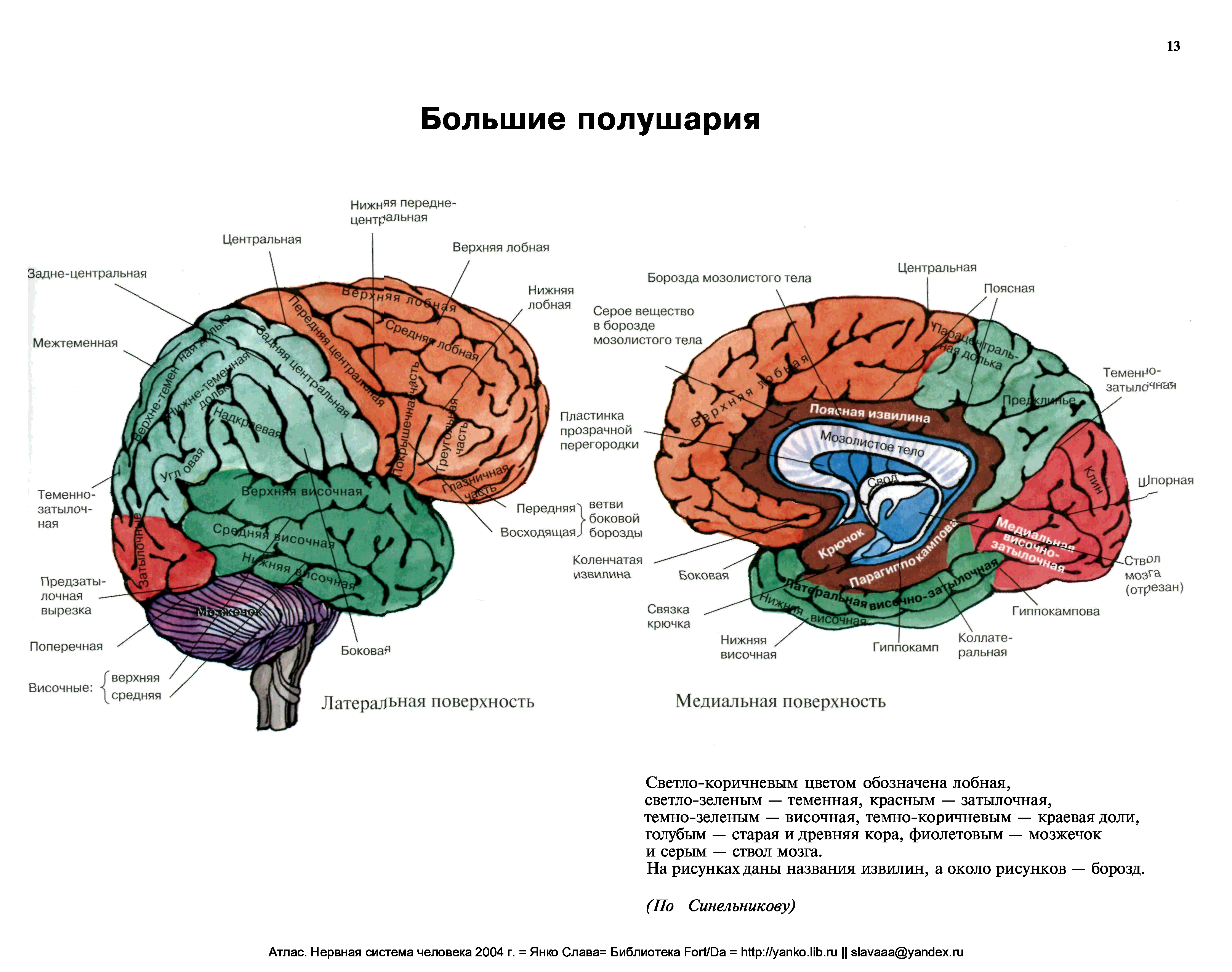 Большие полушария головного мозга анатомия