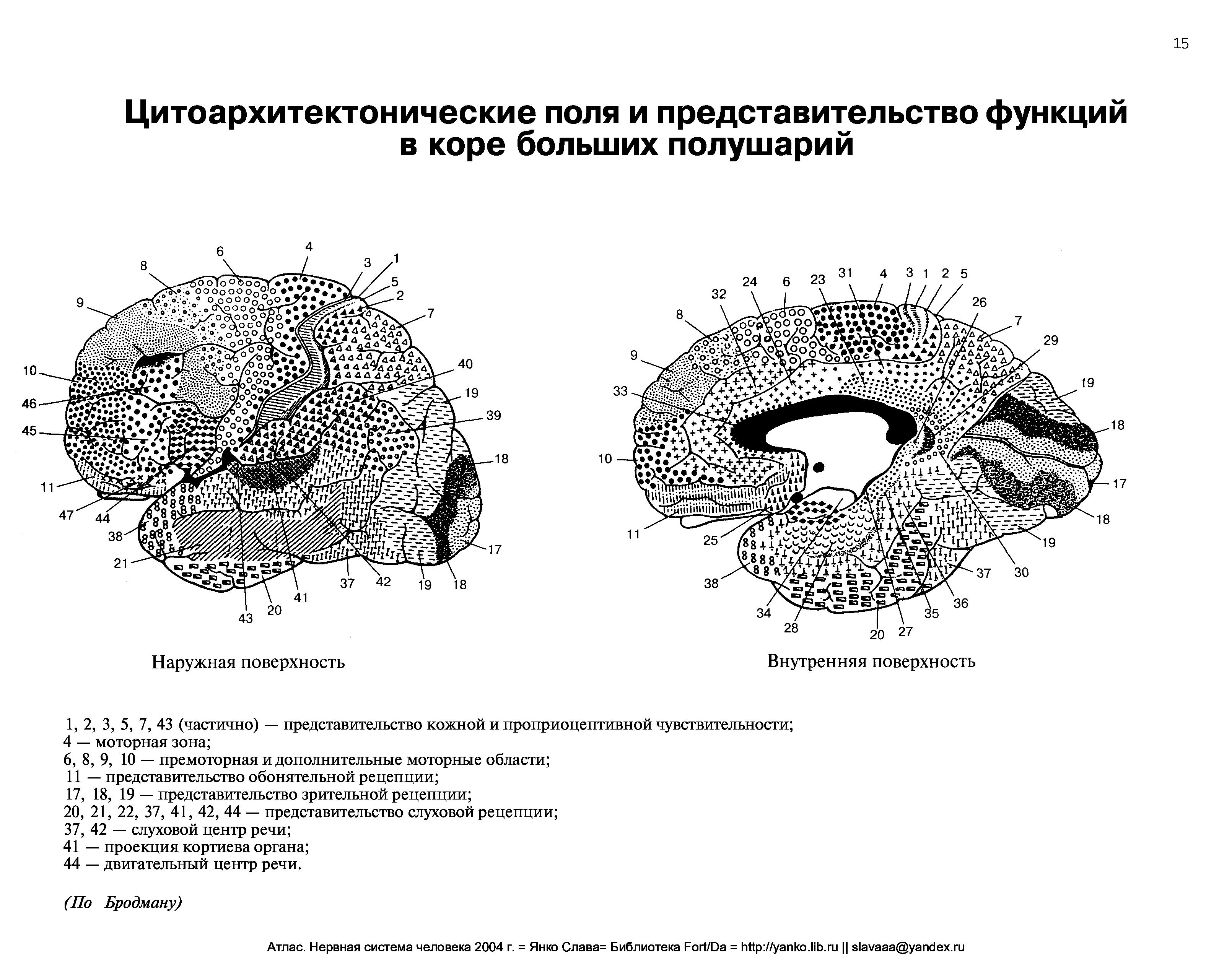 Карта бродмана с нумерацией