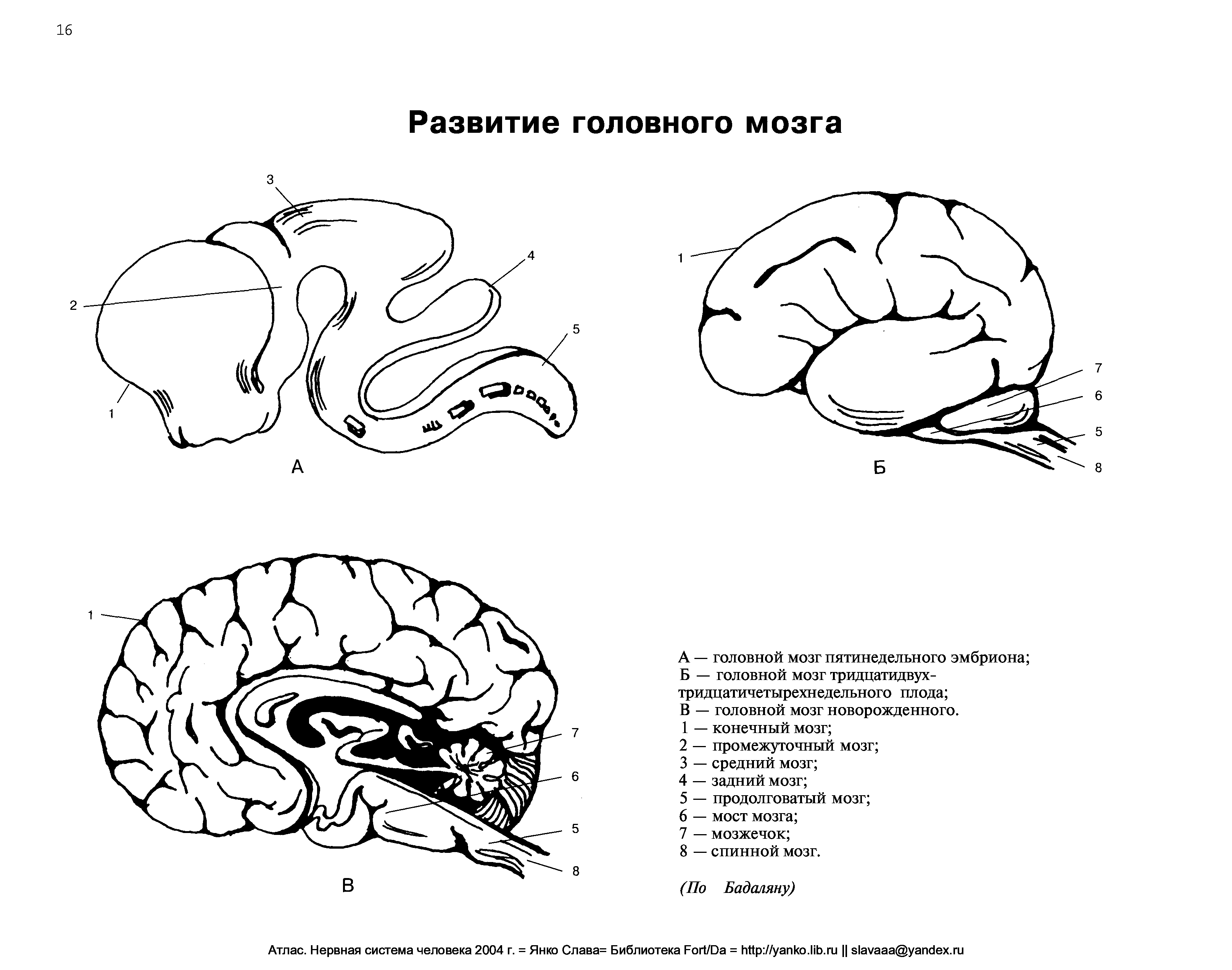 Головной мозг новорожденного. Схема развития головного мозга человека. Схема развития головного мозга человека Сагиттальный разрез. Изобразите схему развития головного мозга человека (фронтальный. Эмбриогенез головного мозга анатомия.